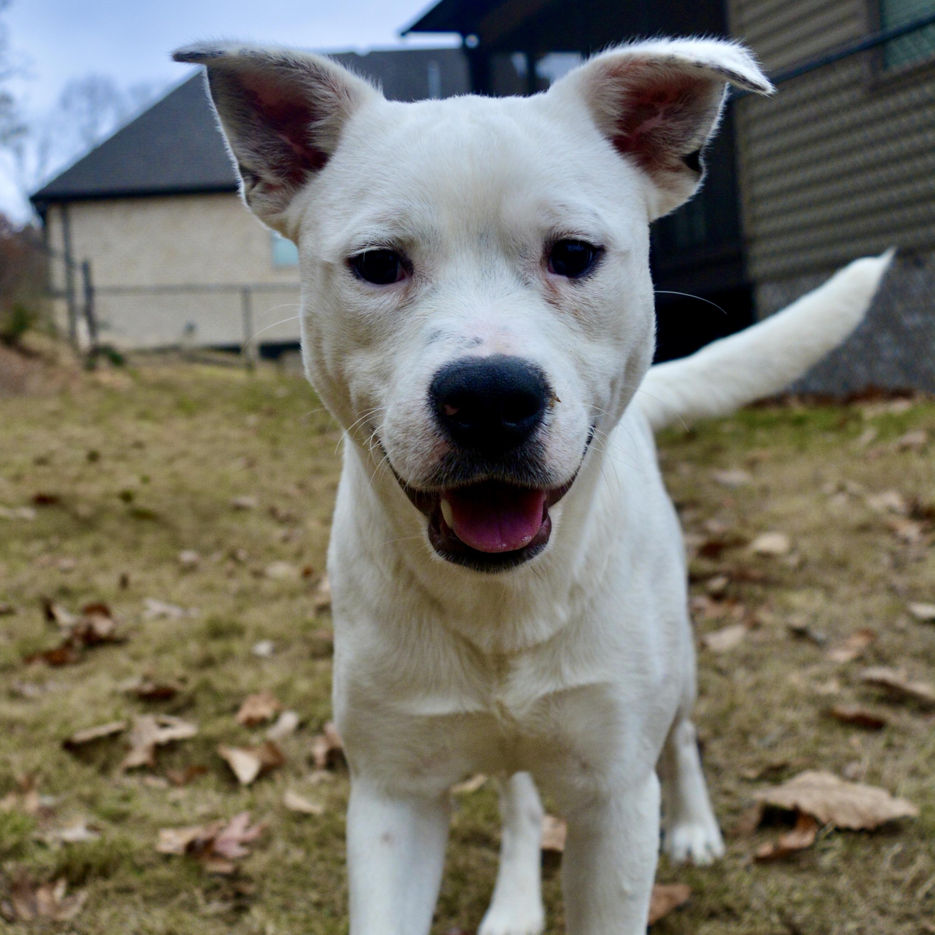 Tito, a Adoptable mixed breed in Pelham, AL image 1/6