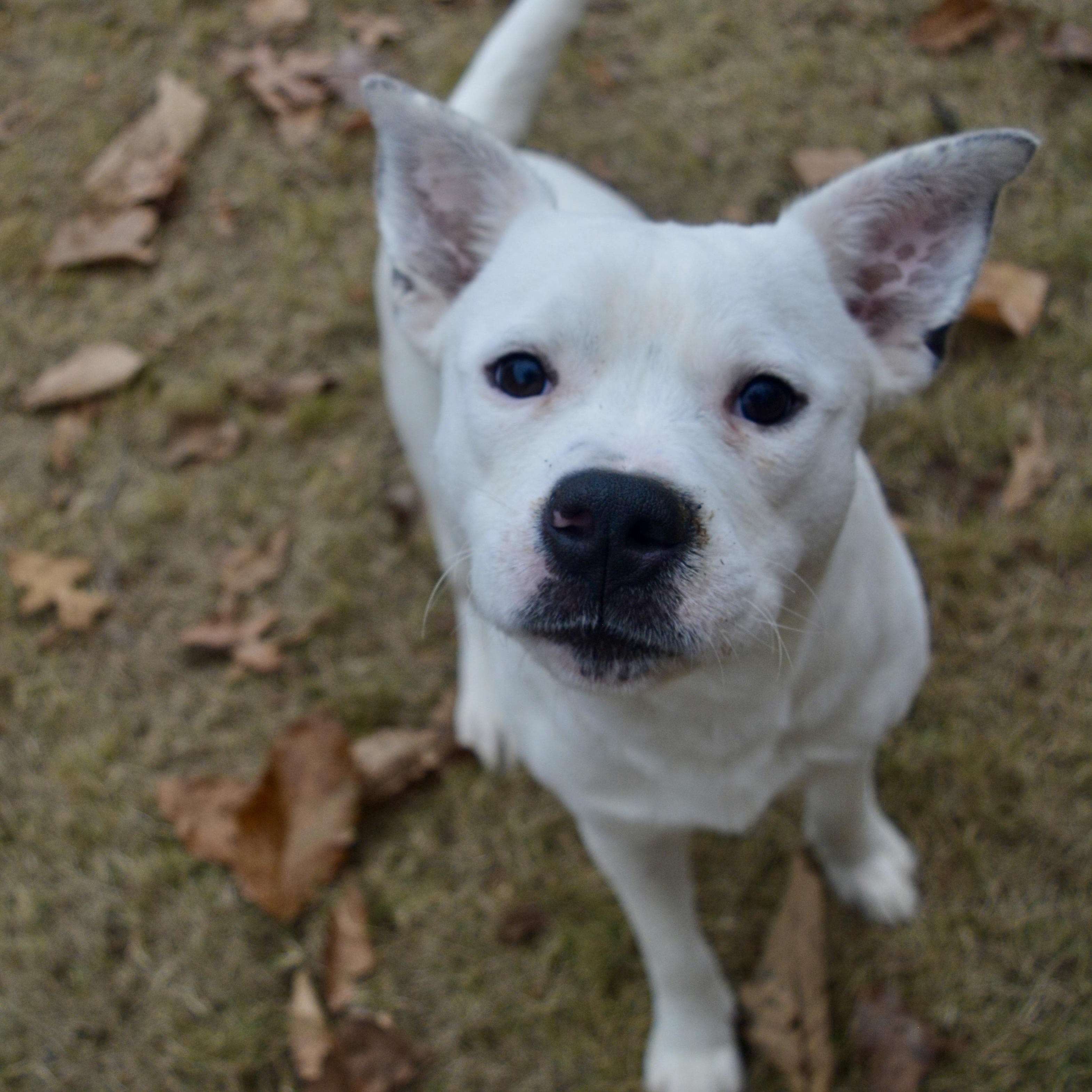 Tito, a Adoptable mixed breed in Pelham, AL image 2/6