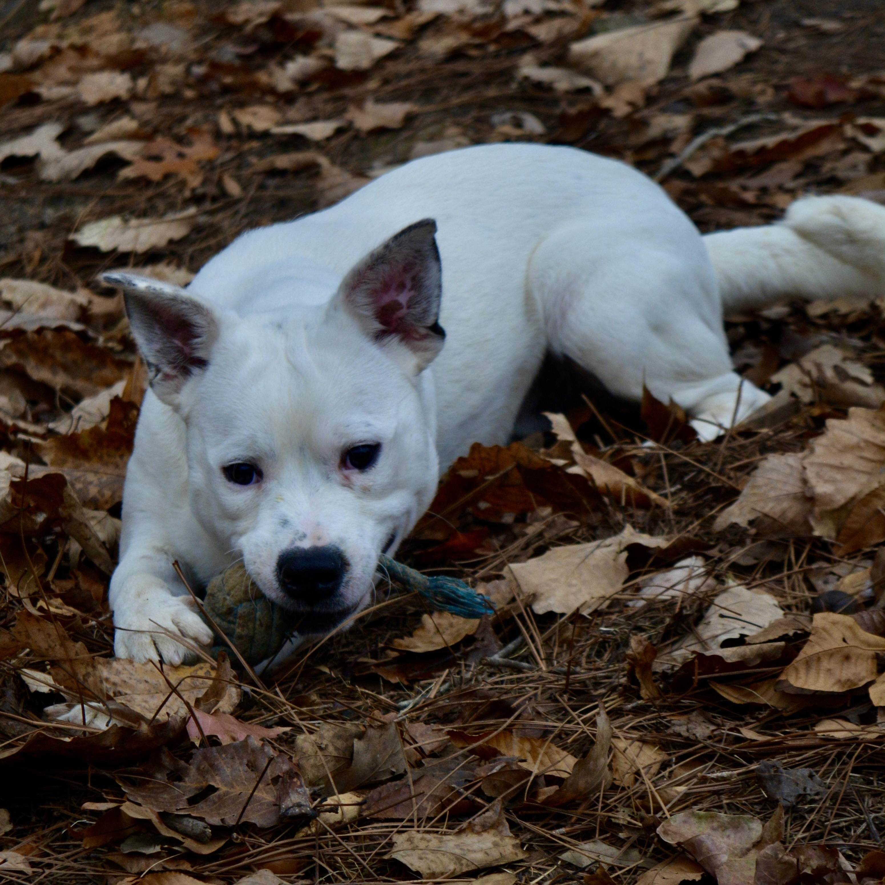 Tito, a Adoptable mixed breed in Pelham, AL image 4/6
