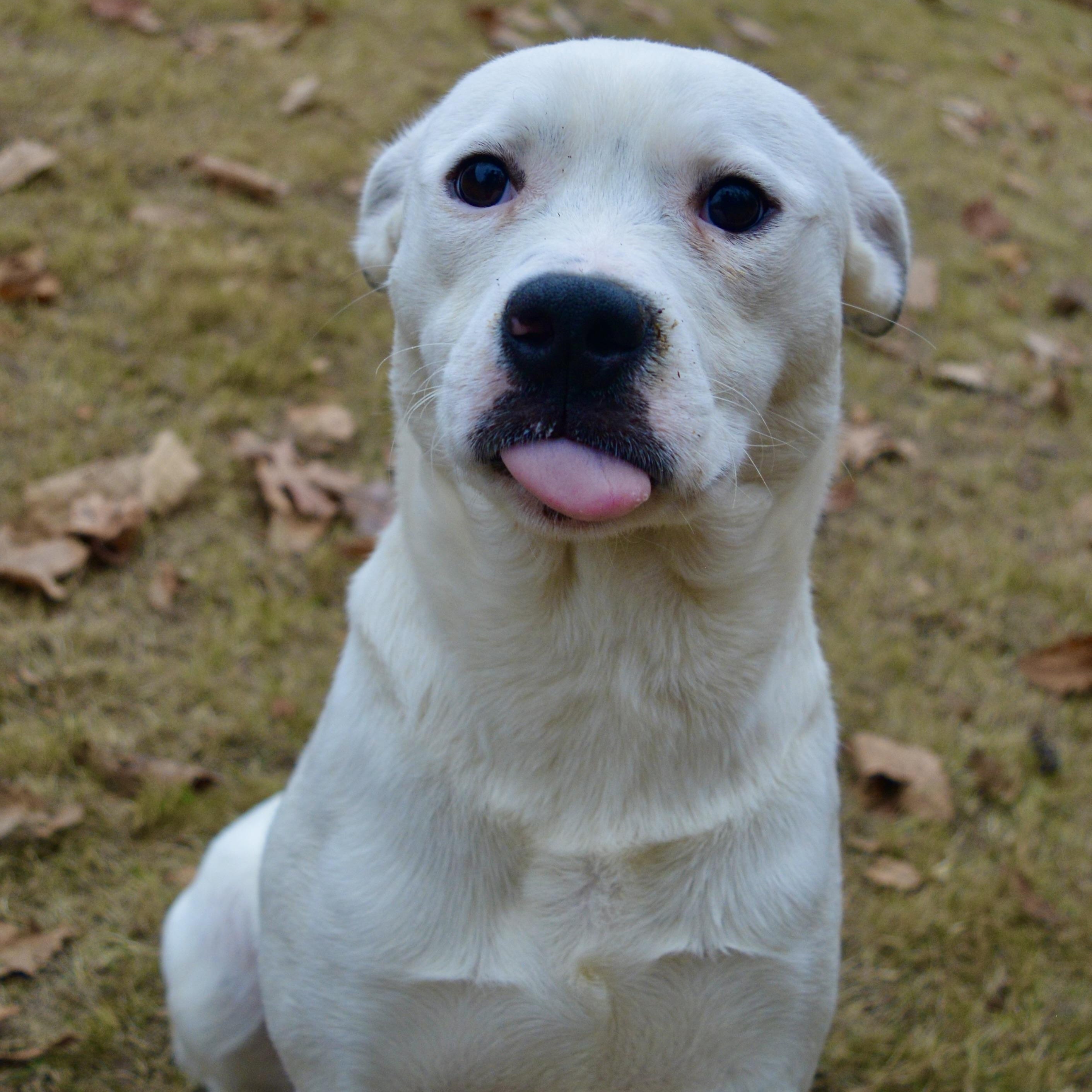 Tito, a Adoptable mixed breed in Pelham, AL image 3/6