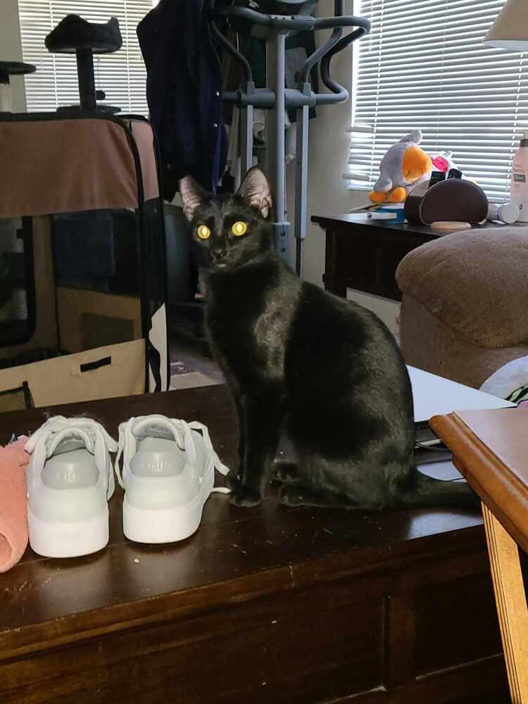 Enlarge Arnold, a Adoptable Domestic Short Hair in Lancaster, CA image 1/1