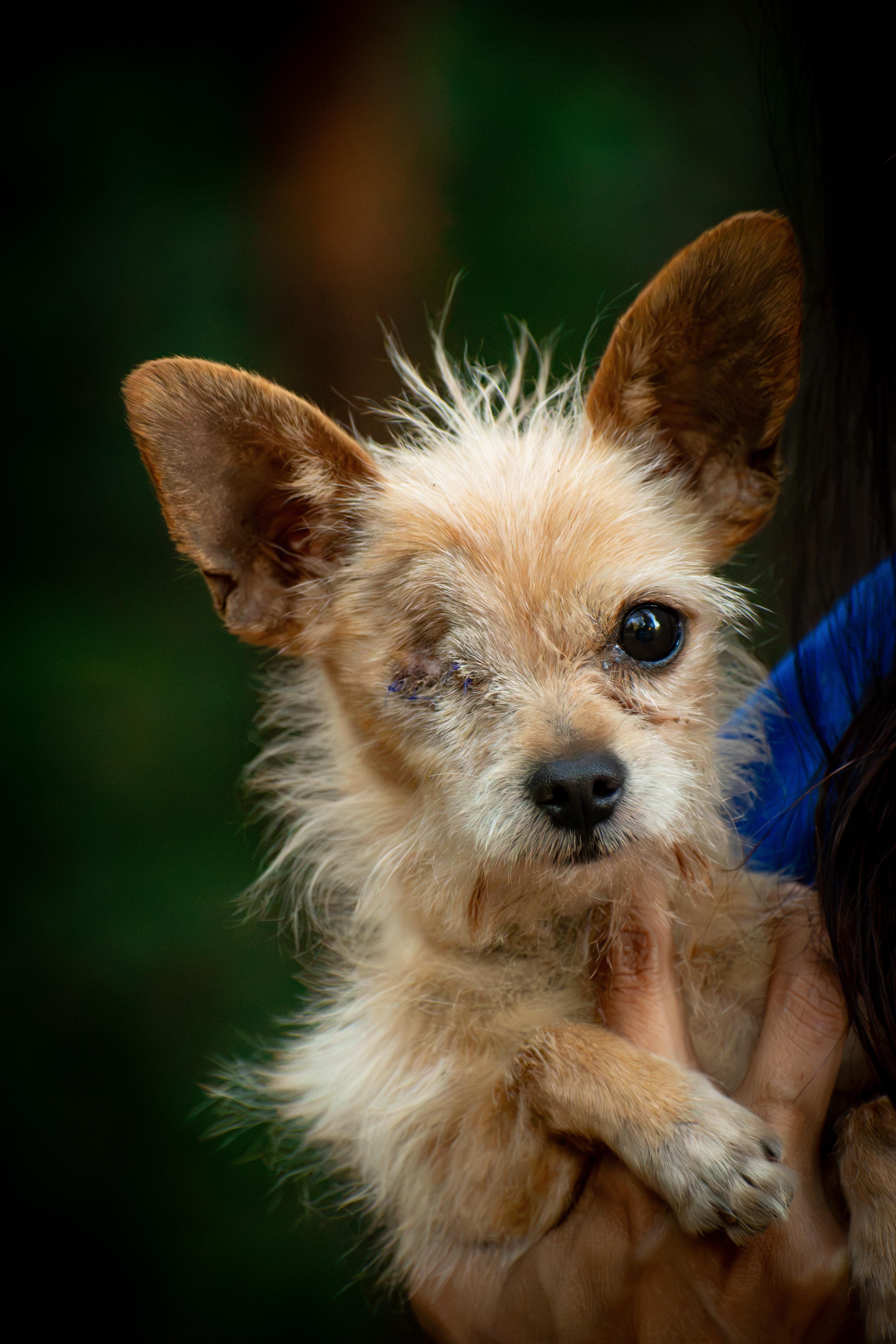 Enlarge Gizmo, a Adoptable mixed breed in Georgetown , CA image 2/2