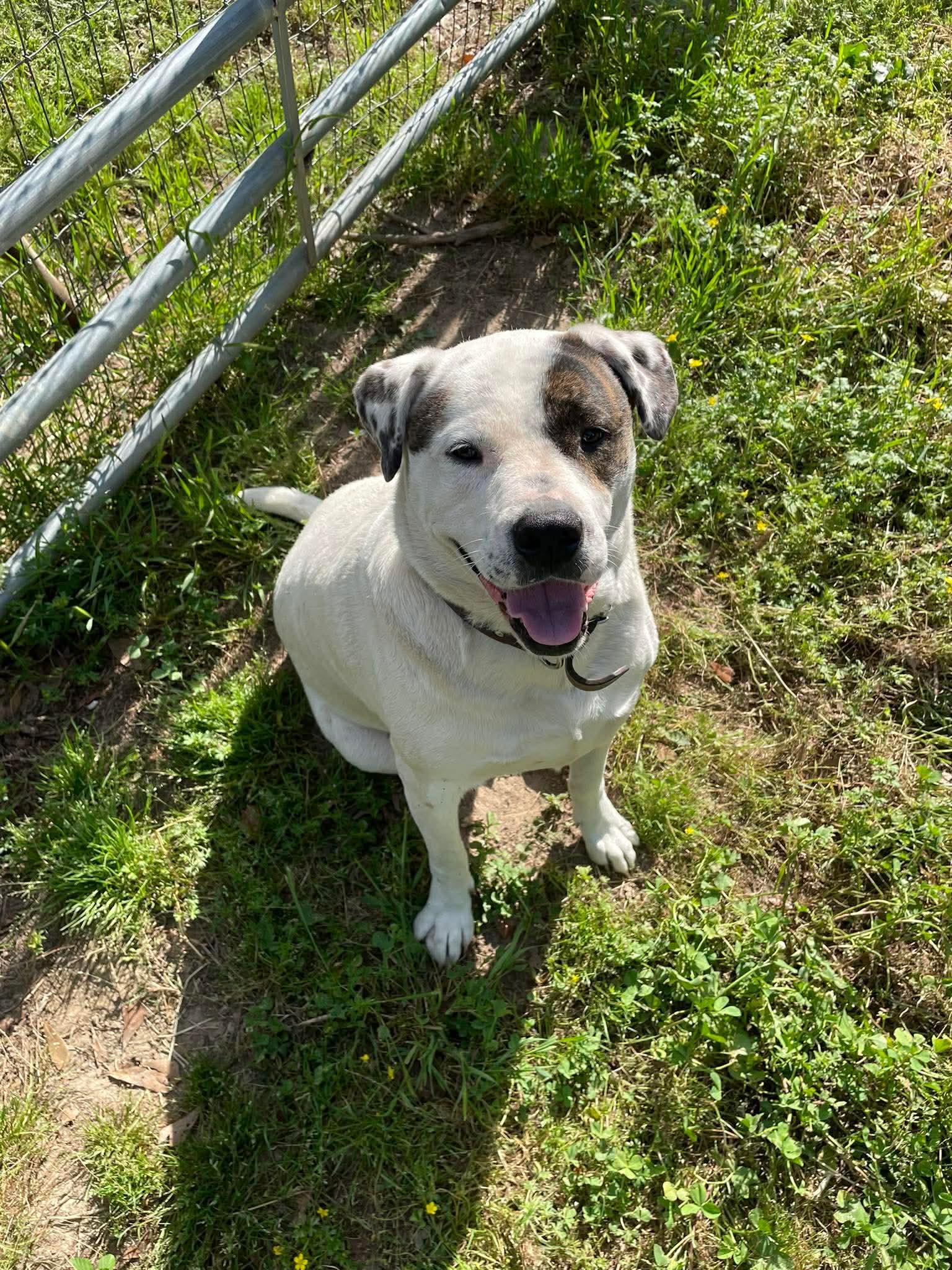 Loki, a Adoptable mixed breed in Hagerstown, MD image 1/5