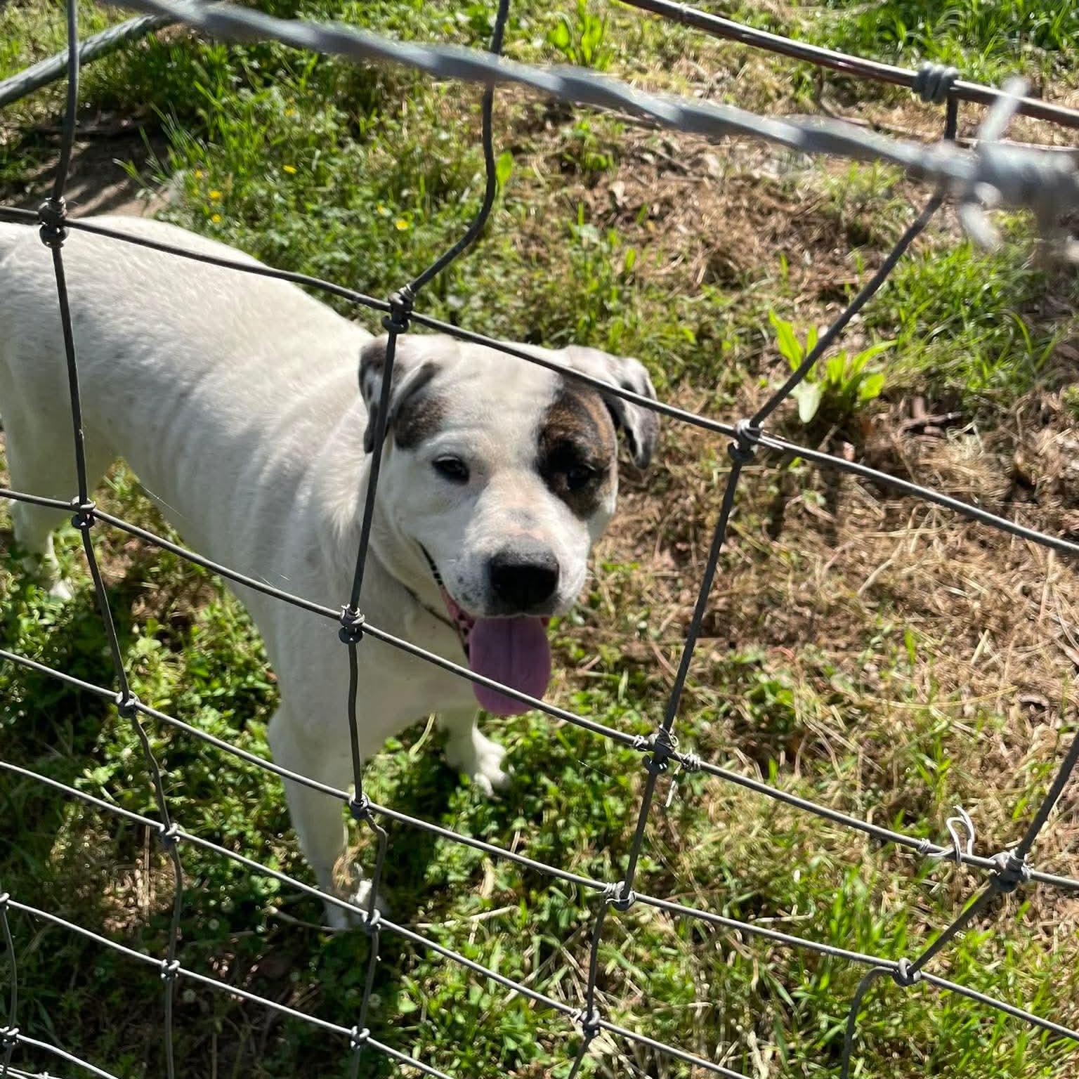 Loki, a Adoptable mixed breed in Hagerstown, MD image 4/5