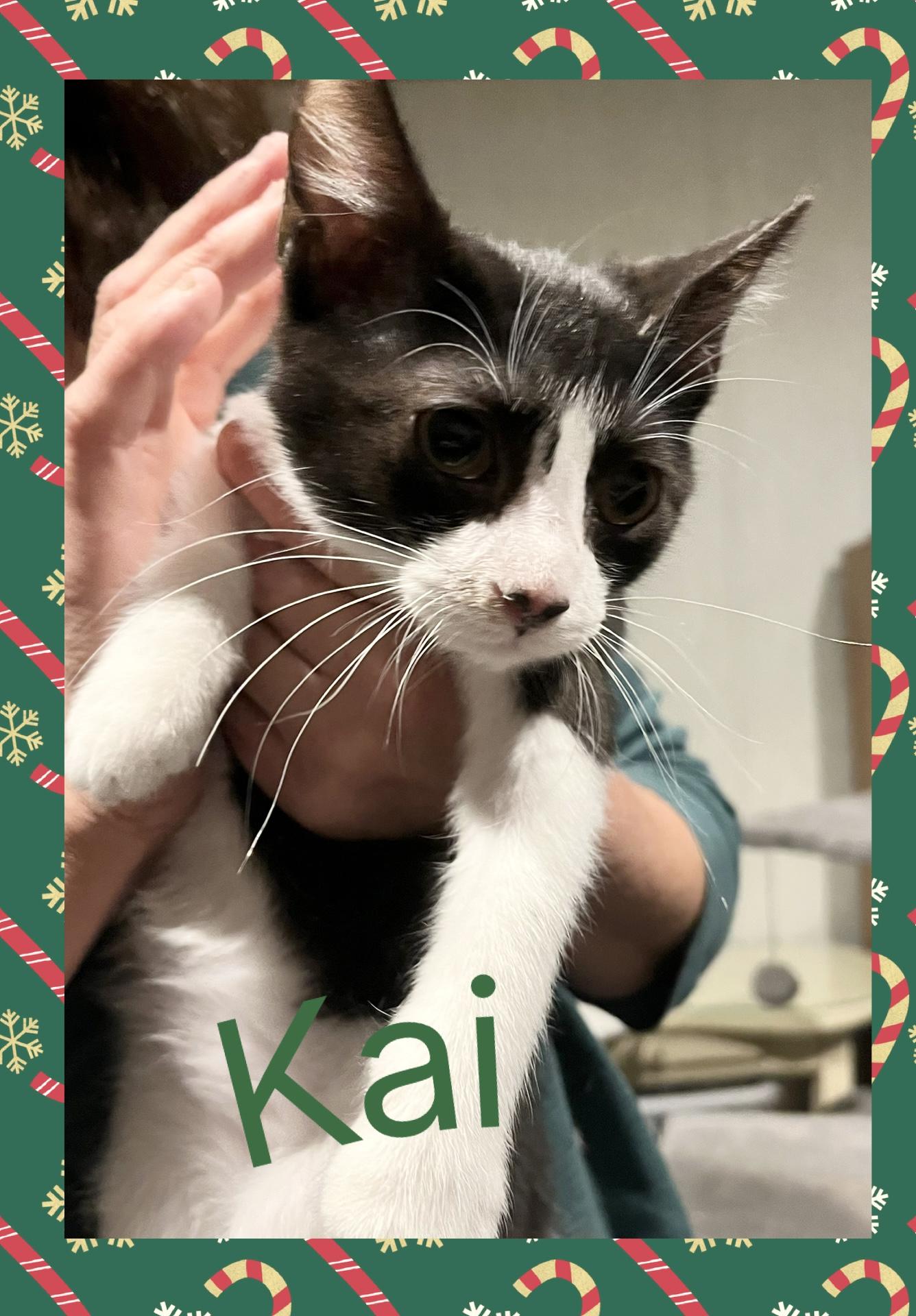 Enlarge Kai, a ADOPTABLE mixed breed in Lebanon, MO image 1/1