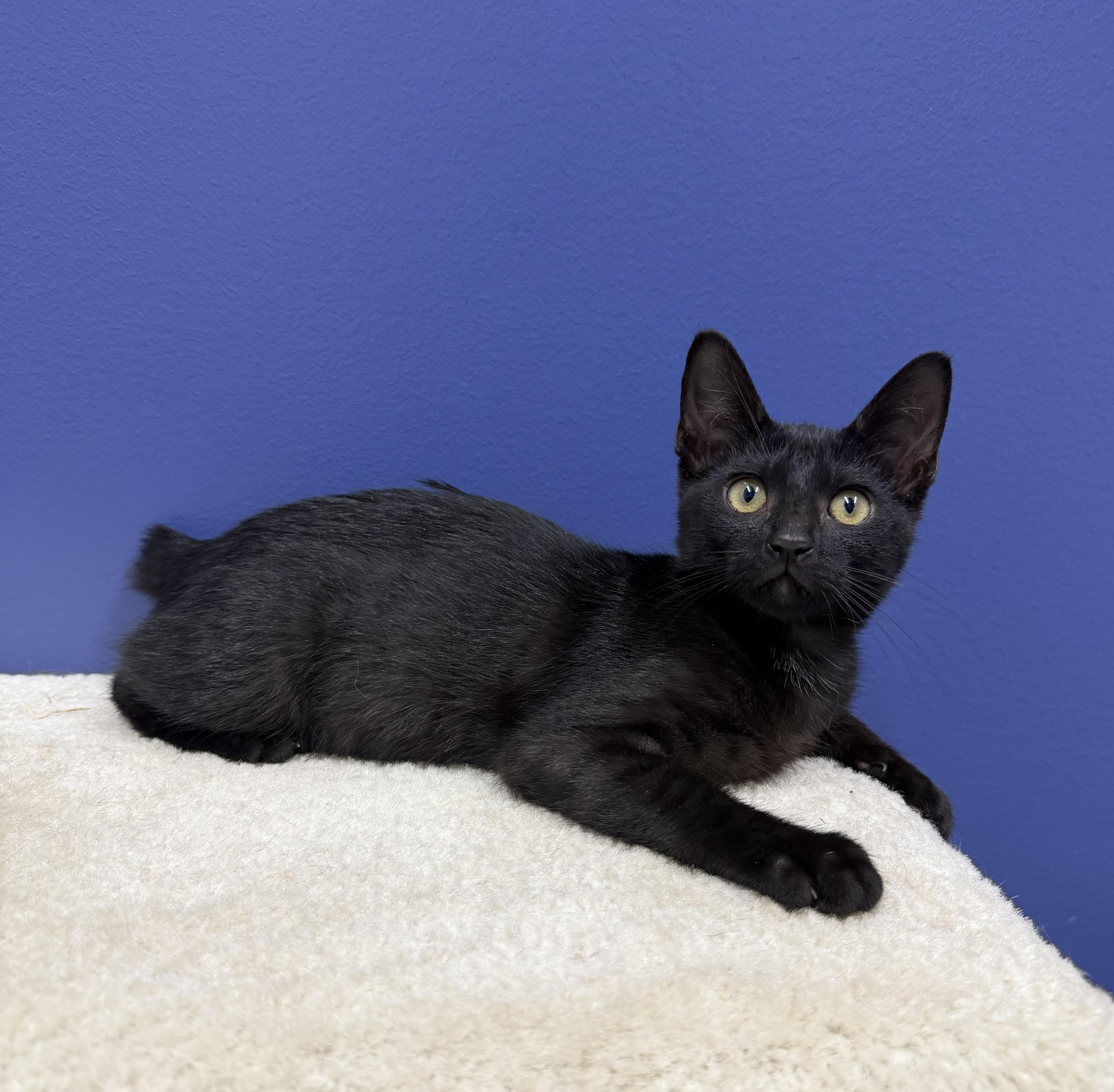 Enlarge Blair, a Adoptable American Bobtail in High Ridge, MO image 2/3