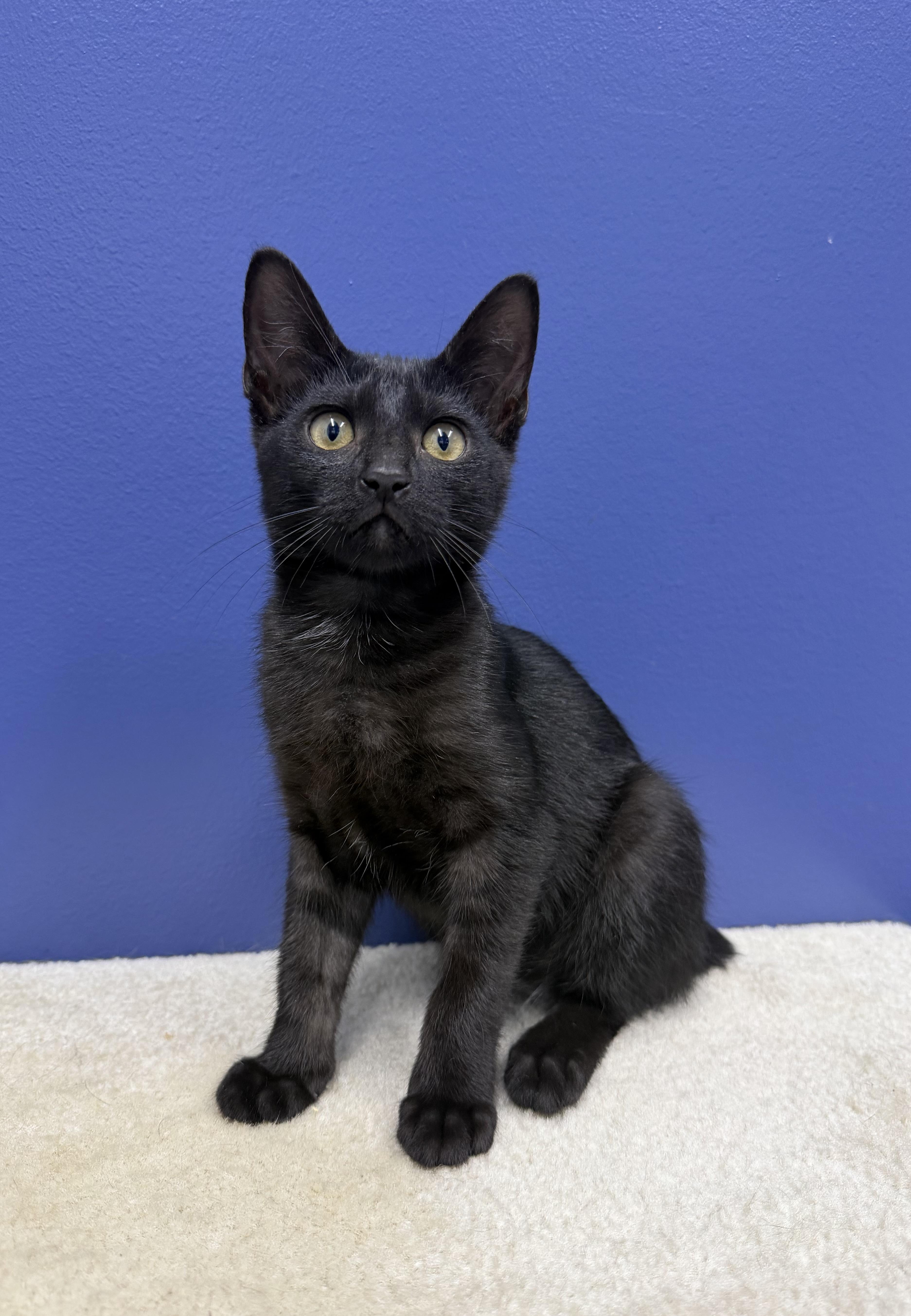 Enlarge Blair, a Adoptable American Bobtail in High Ridge, MO image 1/3