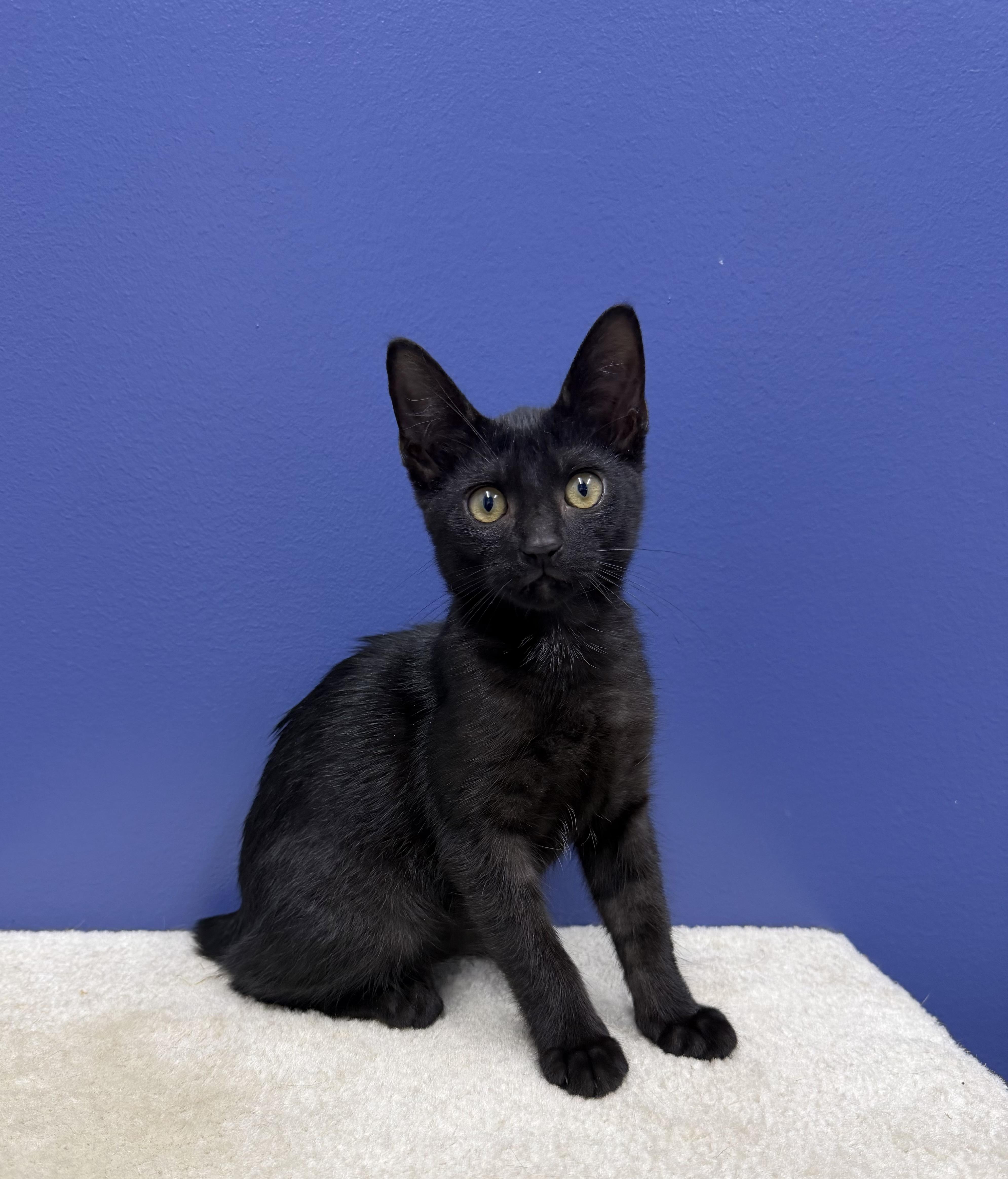 Enlarge Blair, a Adoptable American Bobtail in High Ridge, MO image 3/3