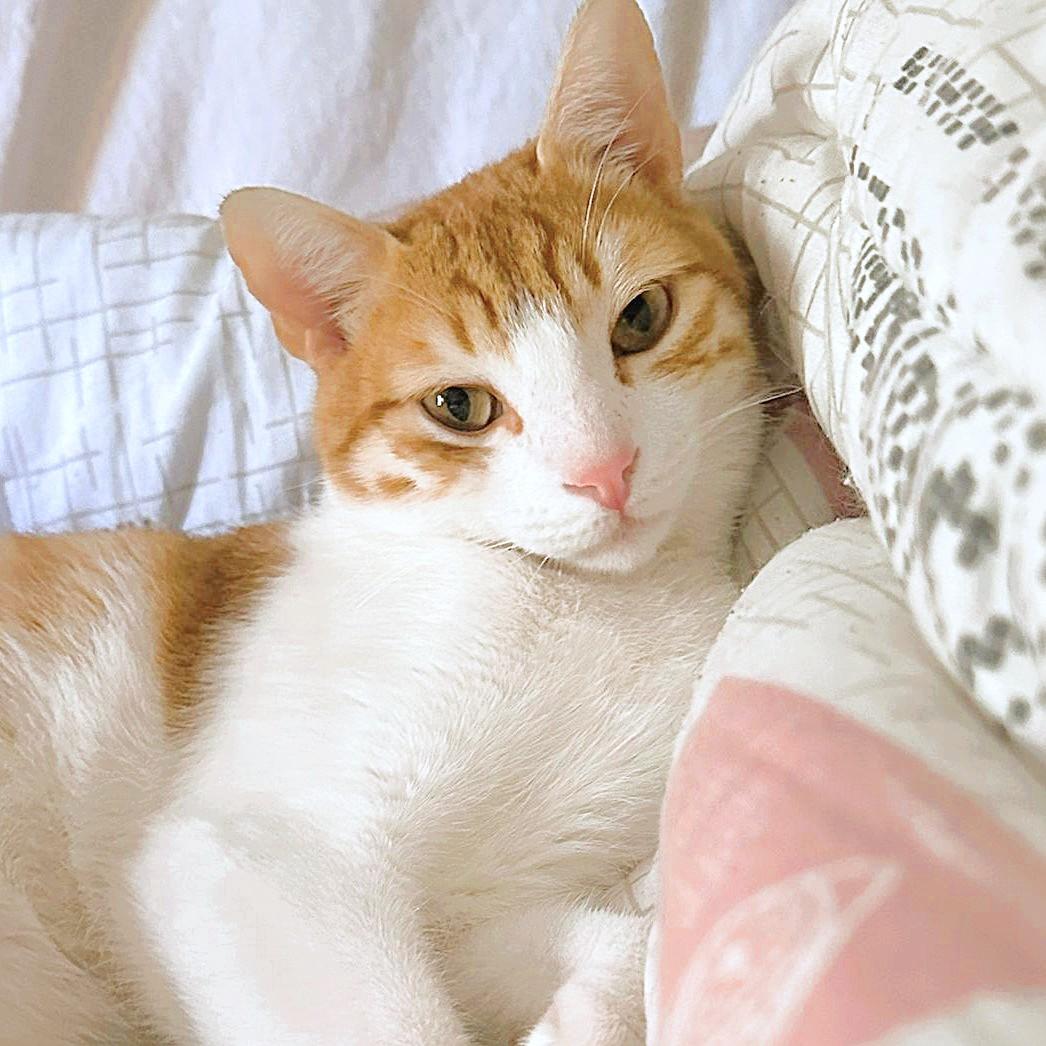 Leo Hugs Cuddlebugs, Young Male unknown