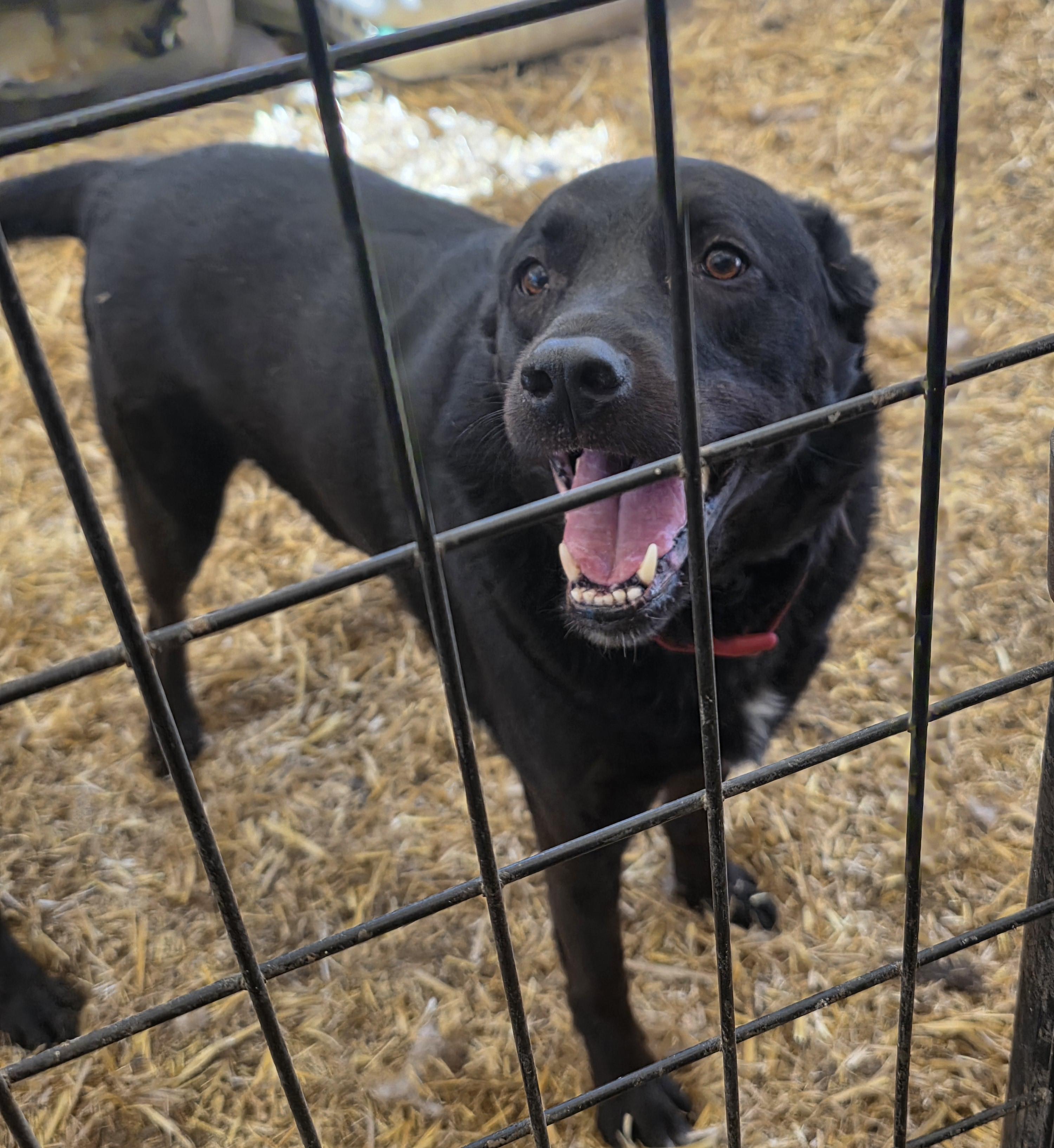 Zeus, an adoptable Chocolate Labrador Retriever in Billings, MT, 59101 | Photo Image 1