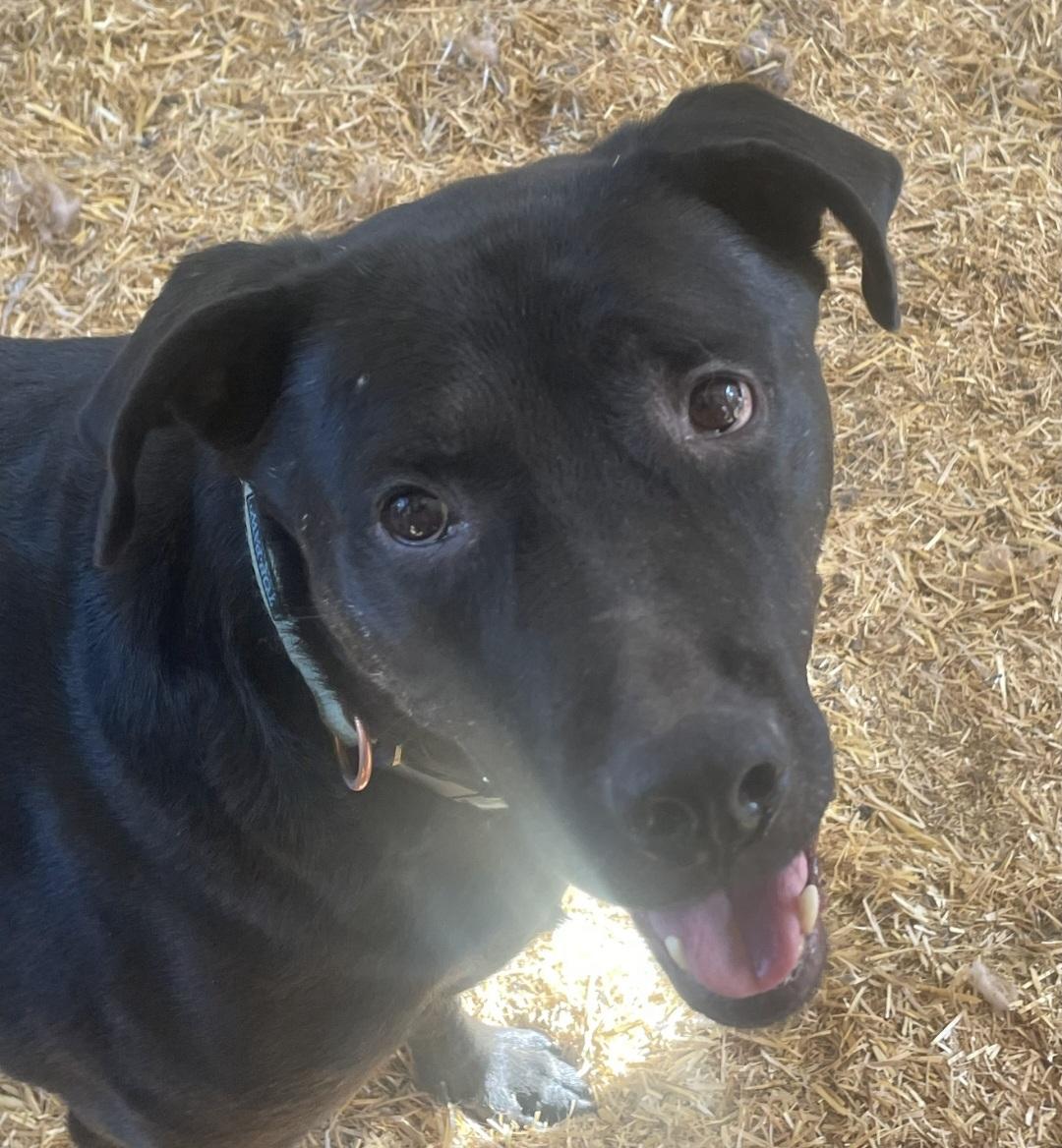 Zeus, an adoptable Chocolate Labrador Retriever in Billings, MT, 59101 | Photo Image 1
