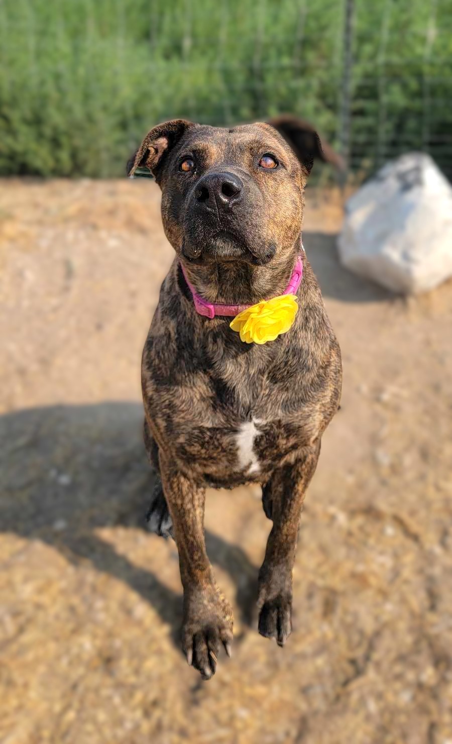 Enlarge Chasma, a Adoptable Mixed Breed in Othello, WA image 6/6
