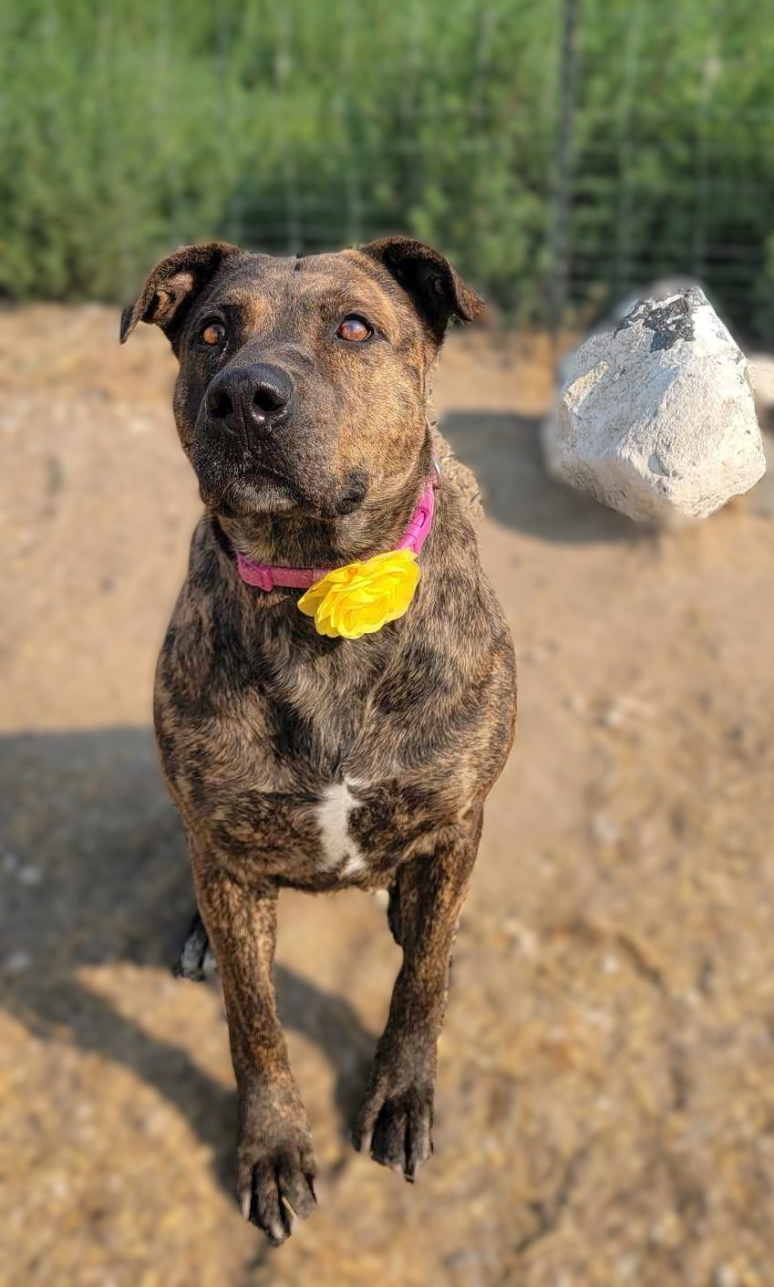 Enlarge Chasma, a Adoptable Mixed Breed in Othello, WA image 5/6