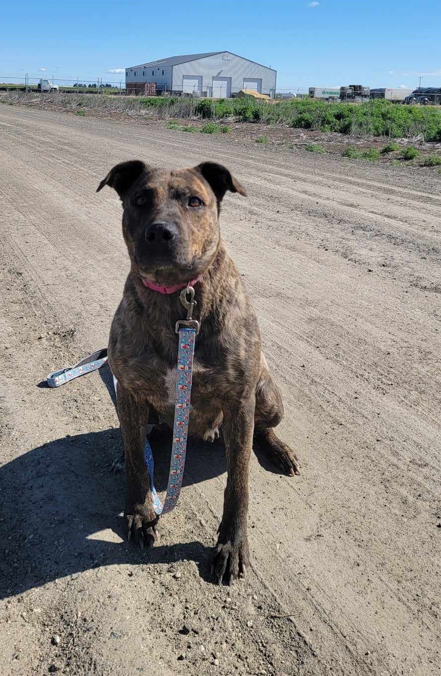 Enlarge Chasma, a Adoptable Mixed Breed in Othello, WA image 3/6