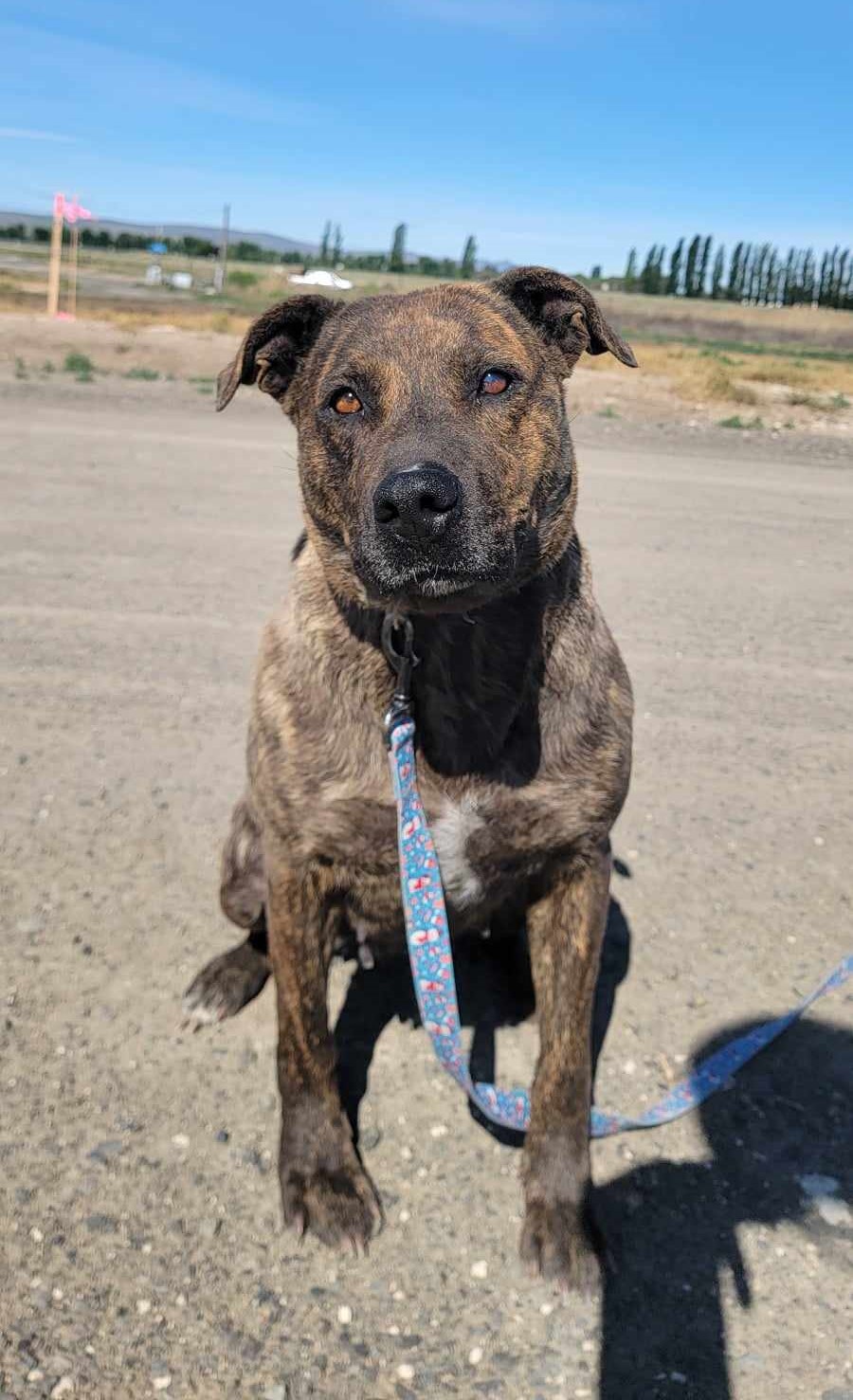 Chasma, Adult Female Mixed Breed