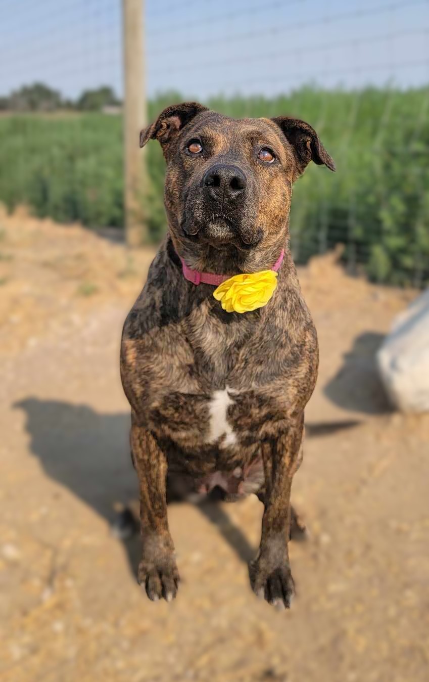 Enlarge Chasma, a Adoptable Mixed Breed in Othello, WA image 1/6