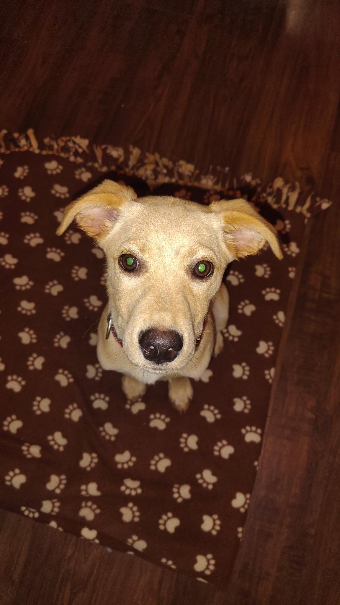 Enlarge Butter, a Adopted mixed breed in St. Louis, MO image 3/3