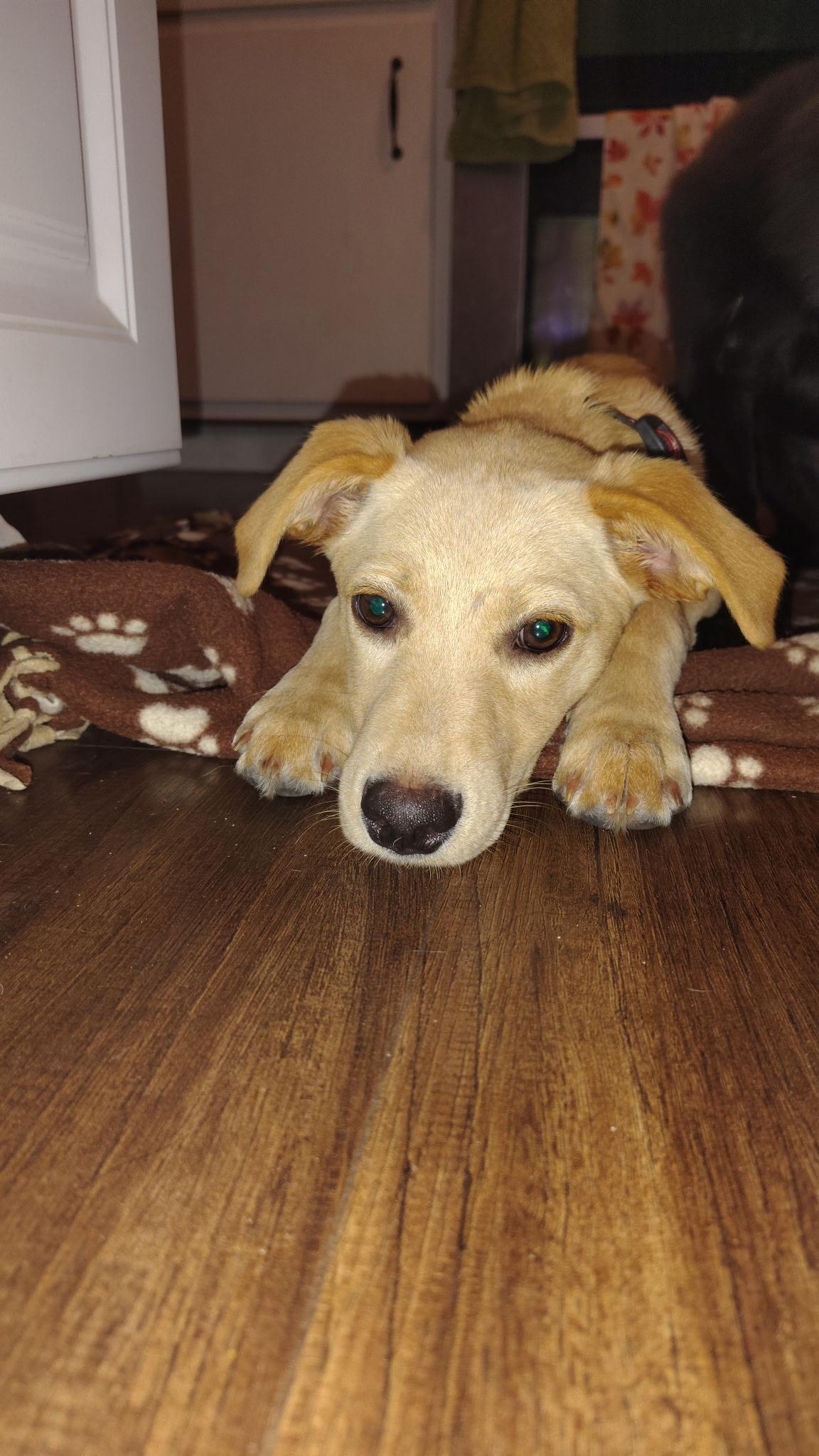 Enlarge Butter, a Adopted mixed breed in St. Louis, MO image 1/3