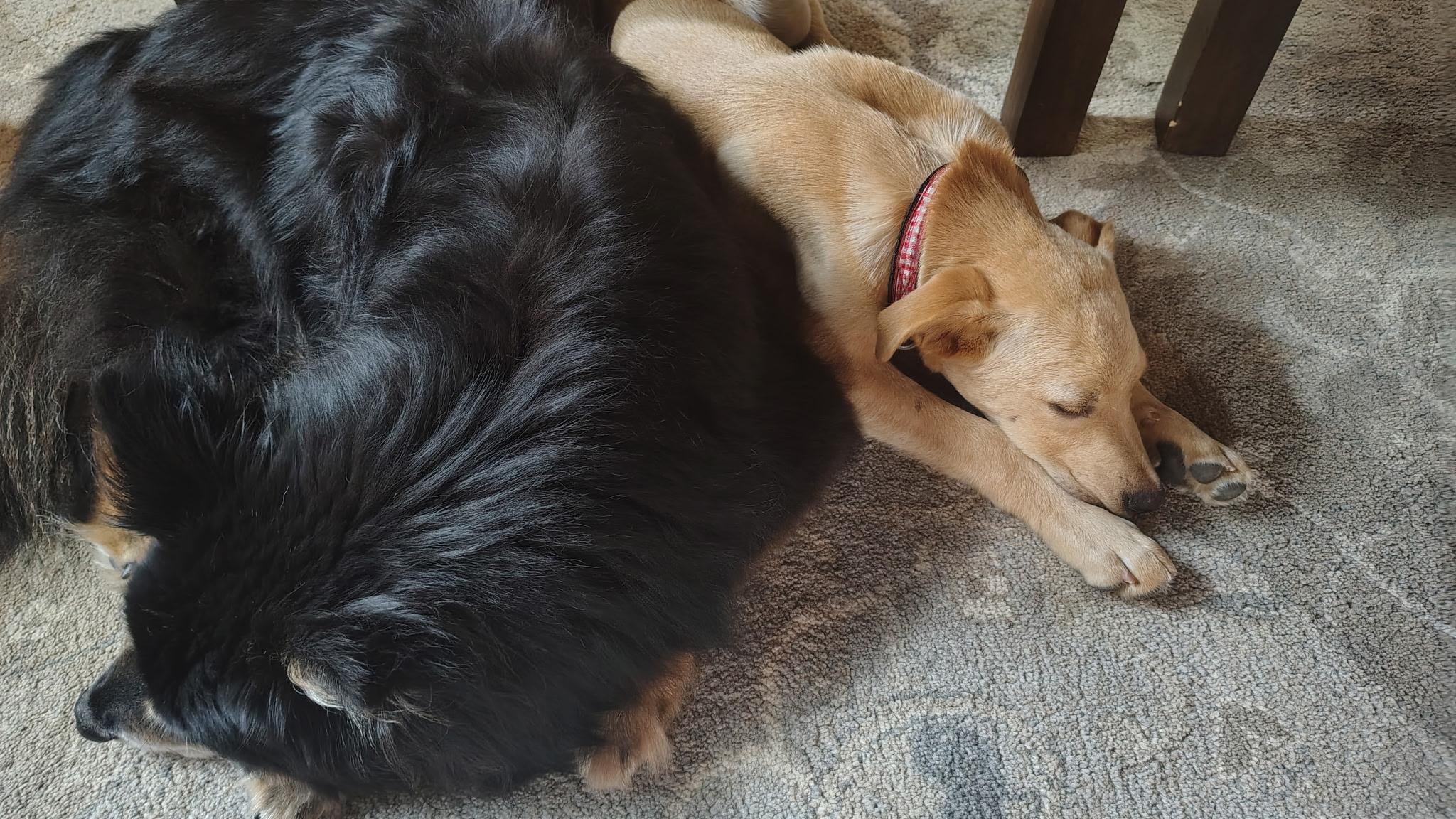 Enlarge Butter, a Adopted mixed breed in St. Louis, MO image 2/3