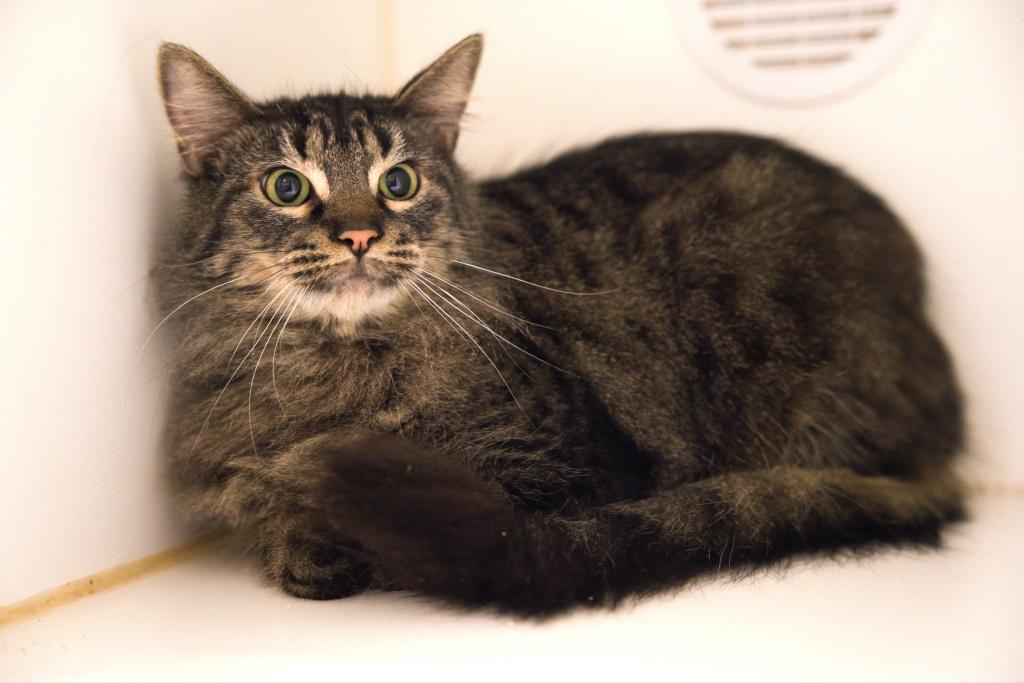 Emma, ADOPTABLE, Young Female Domestic Medium Hair.