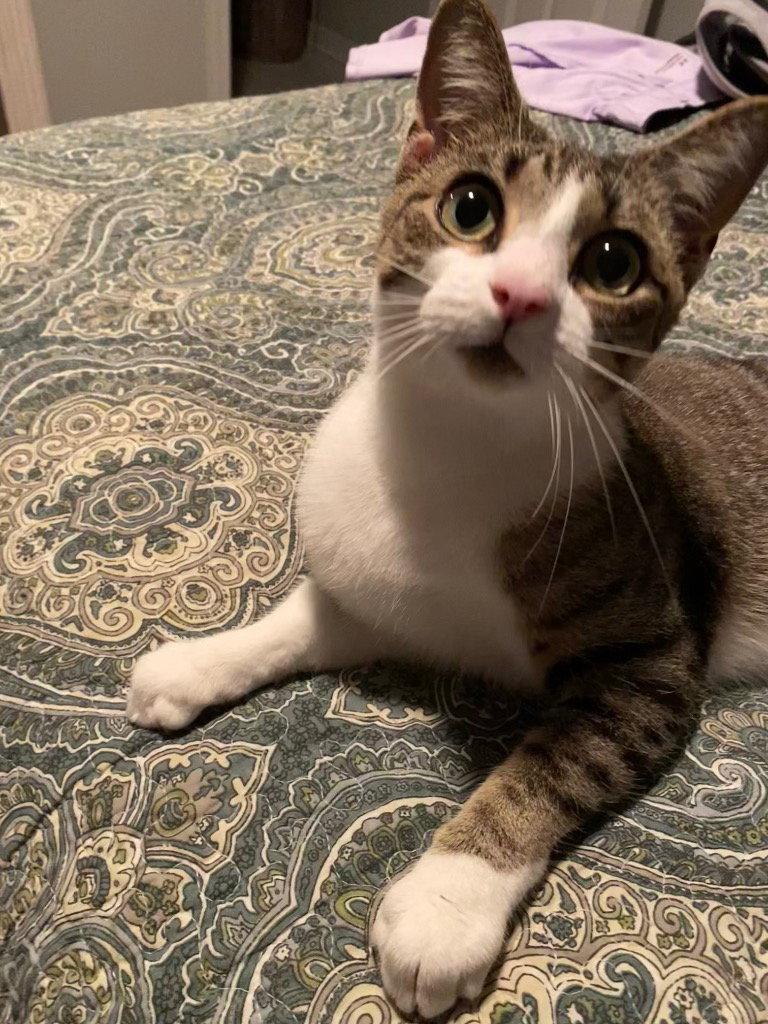 Sage, Adoptable, Young Female Domestic Short Hair.
