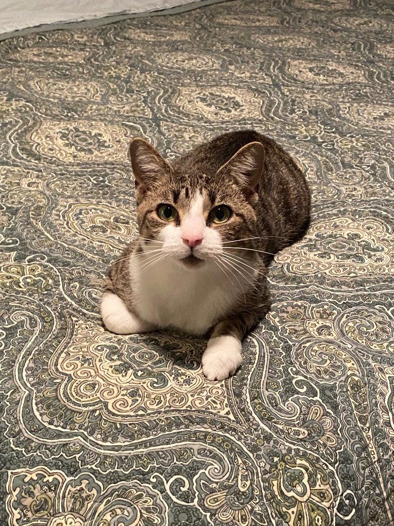 Enlarge Sage, a Adoptable Domestic Short Hair in Lovingston, VA image 2/3