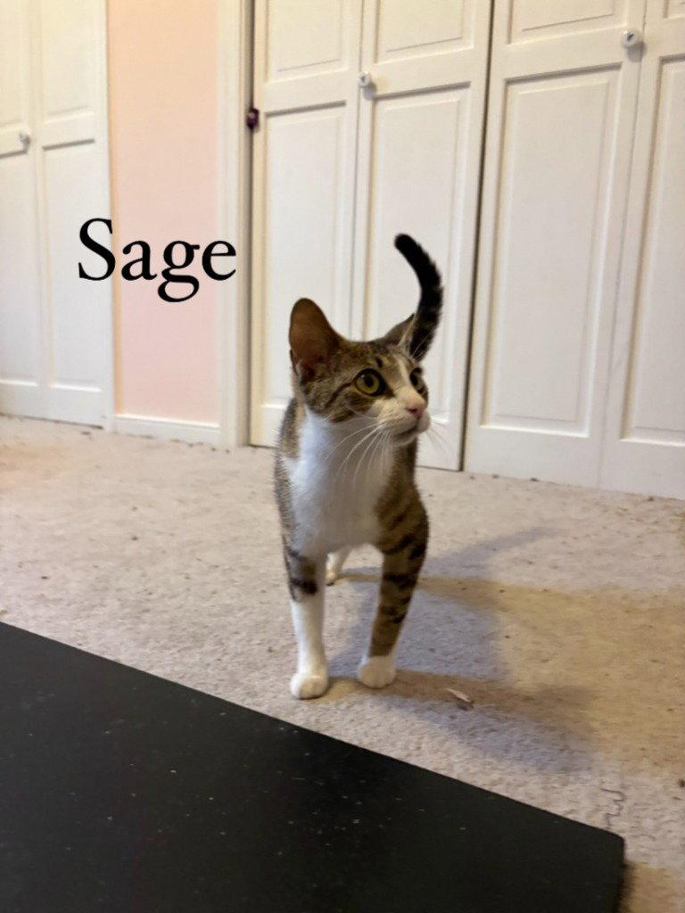 Enlarge Sage, a Adoptable Domestic Short Hair in Lovingston, VA image 1/1