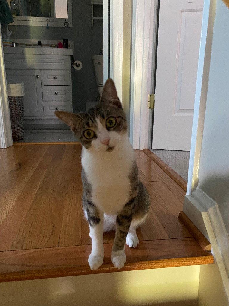 Enlarge Sage, a Adoptable Domestic Short Hair in Lovingston, VA image 3/3
