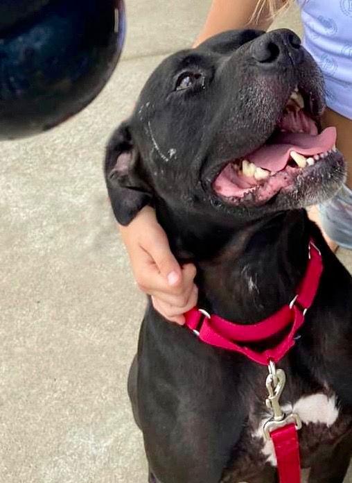 Tiny, Adoptable, Adult Male American Staffordshire Terrier.