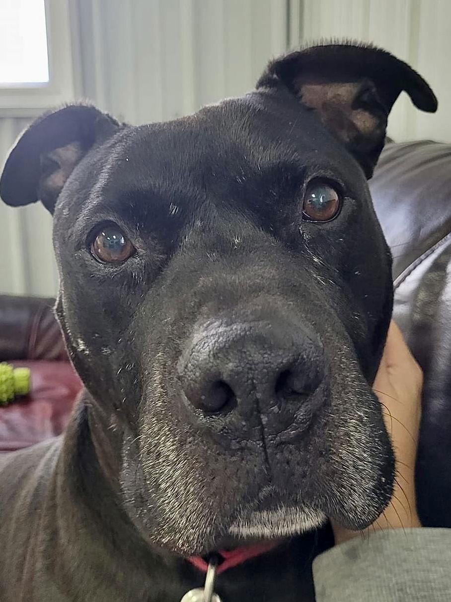 Tiny, Adoptable, Adult Male American Staffordshire Terrier.