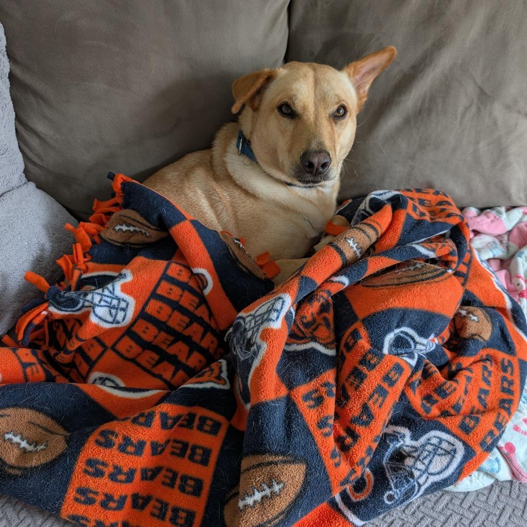 Chika, a Adoptable mixed breed in South Elgin, IL image 1/6