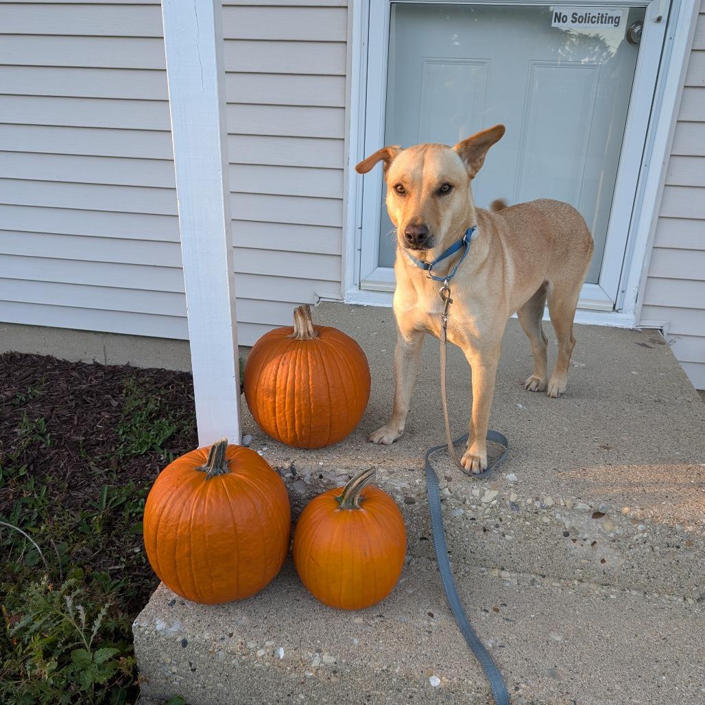 Chika, a Adoptable mixed breed in South Elgin, IL image 2/6