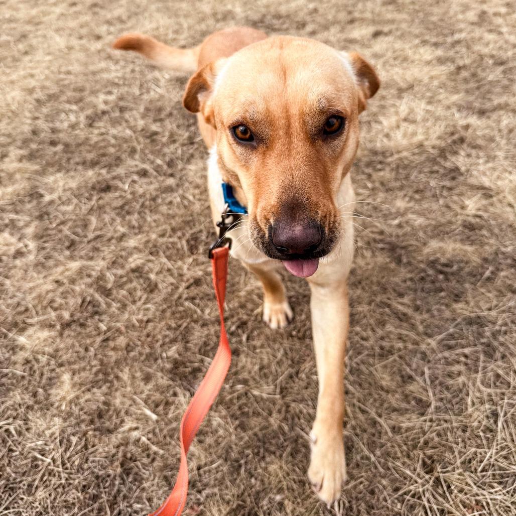 Chika, a Adoptable mixed breed in South Elgin, IL image 3/6