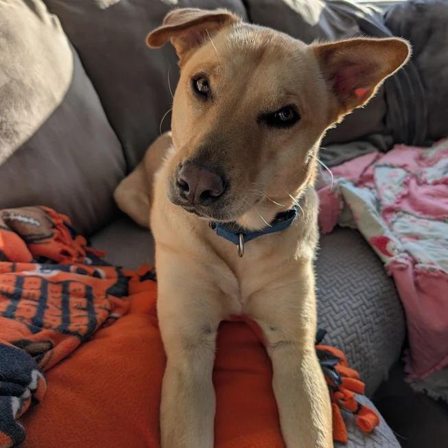 Chika, a Adoptable mixed breed in South Elgin, IL image 4/6