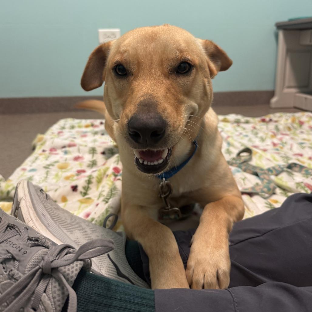 Chika, a Adoptable mixed breed in South Elgin, IL image 5/6