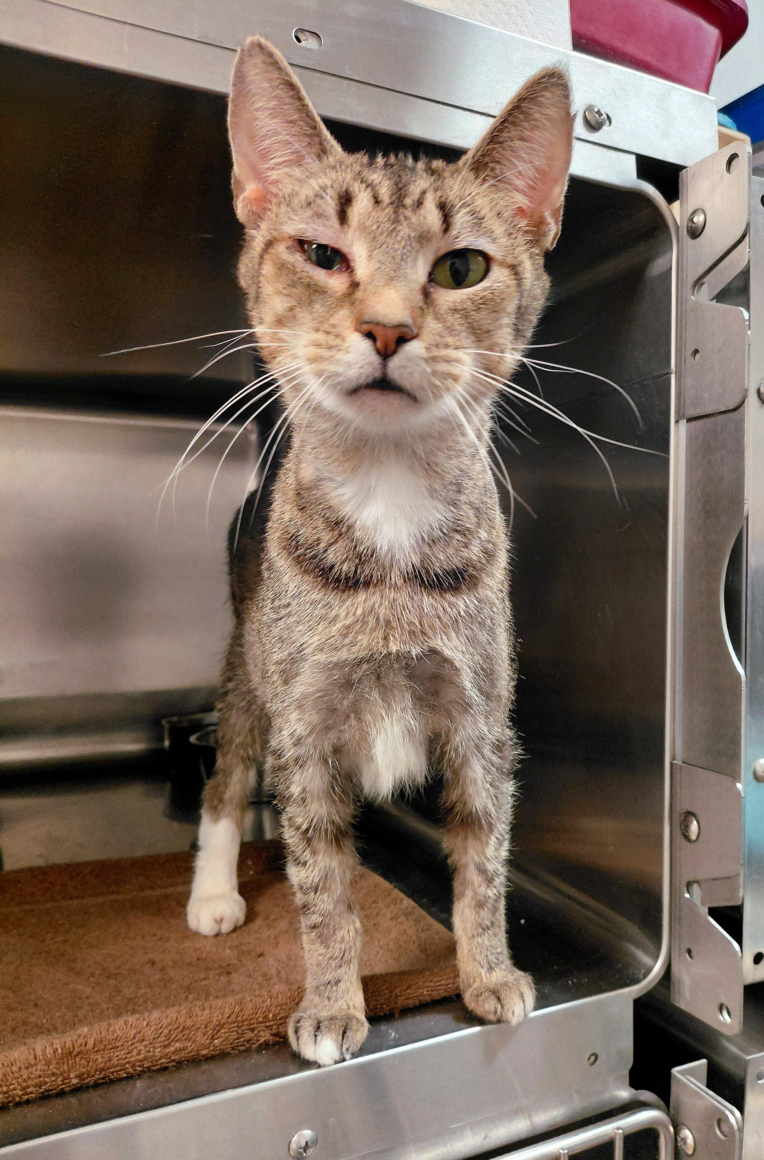 Enlarge Scarlet, a Adoptable Domestic Short Hair in Stanley, VA image 1/2