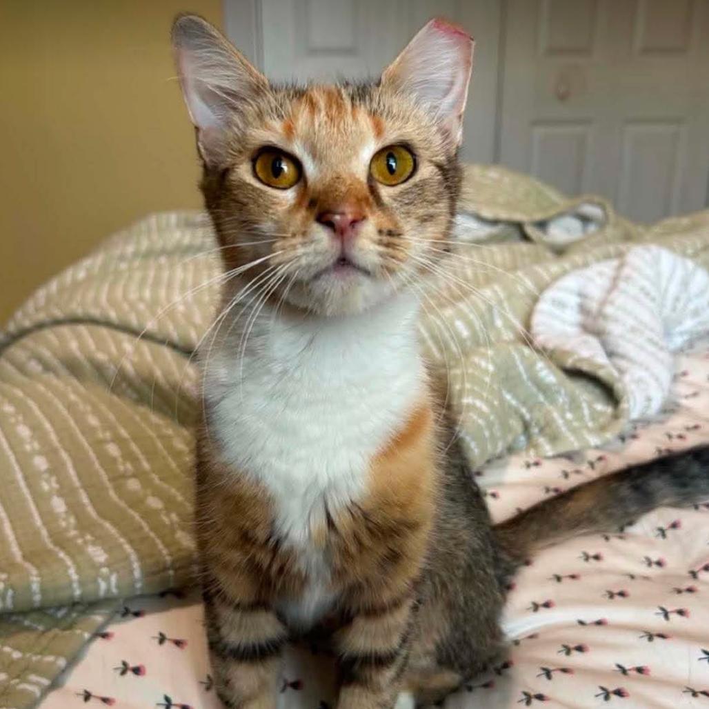 Guinevere, Adoptable, Young Female Domestic Short Hair.