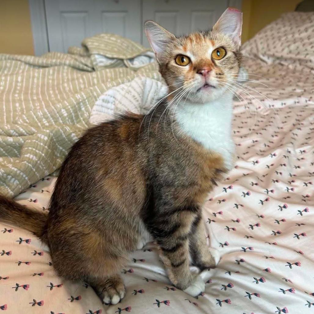 Enlarge Guinevere, a Adoptable Domestic Short Hair in Woodbury, NJ image 2/2