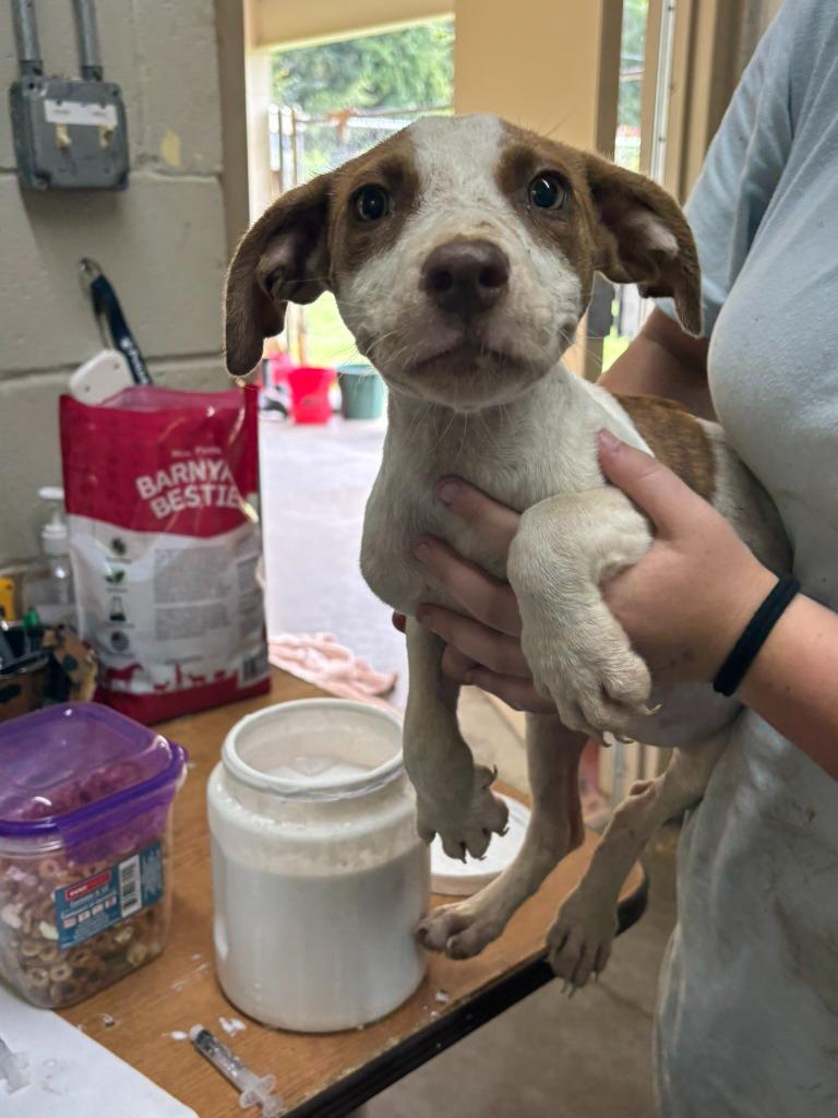 Enlarge Clarabell, a Adoptable Pit Bull Terrier in Swainsboro, GA image 1/1