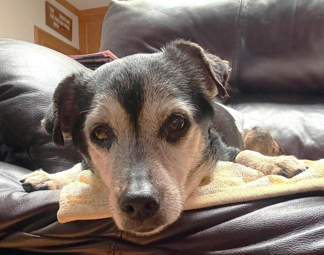 Luka TX, Adoptable, Senior Male Terrier.