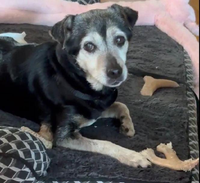 Luka TX, a Adoptable Terrier in Boonton, NJ image 2/3