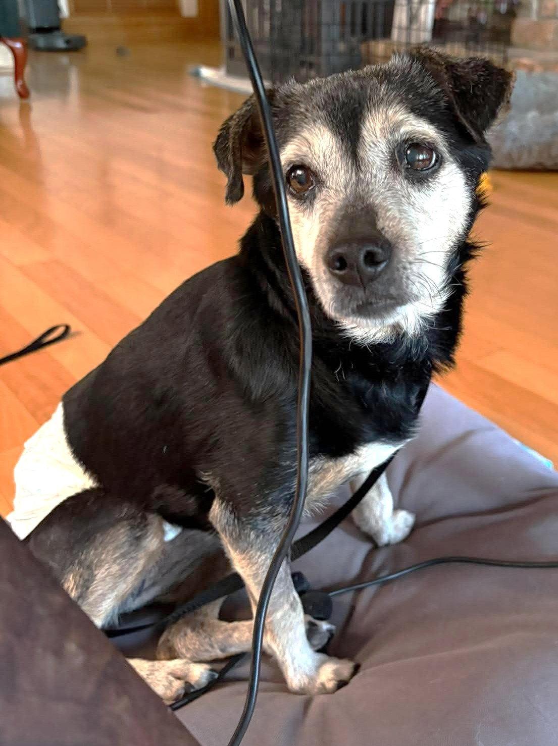 Luka TX, a Adoptable Terrier in Boonton, NJ image 3/3