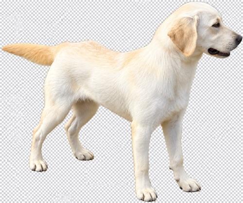 Enlarge Damon, a Adoptable Yellow Labrador Retriever in Killingworth, CT image 2/4
