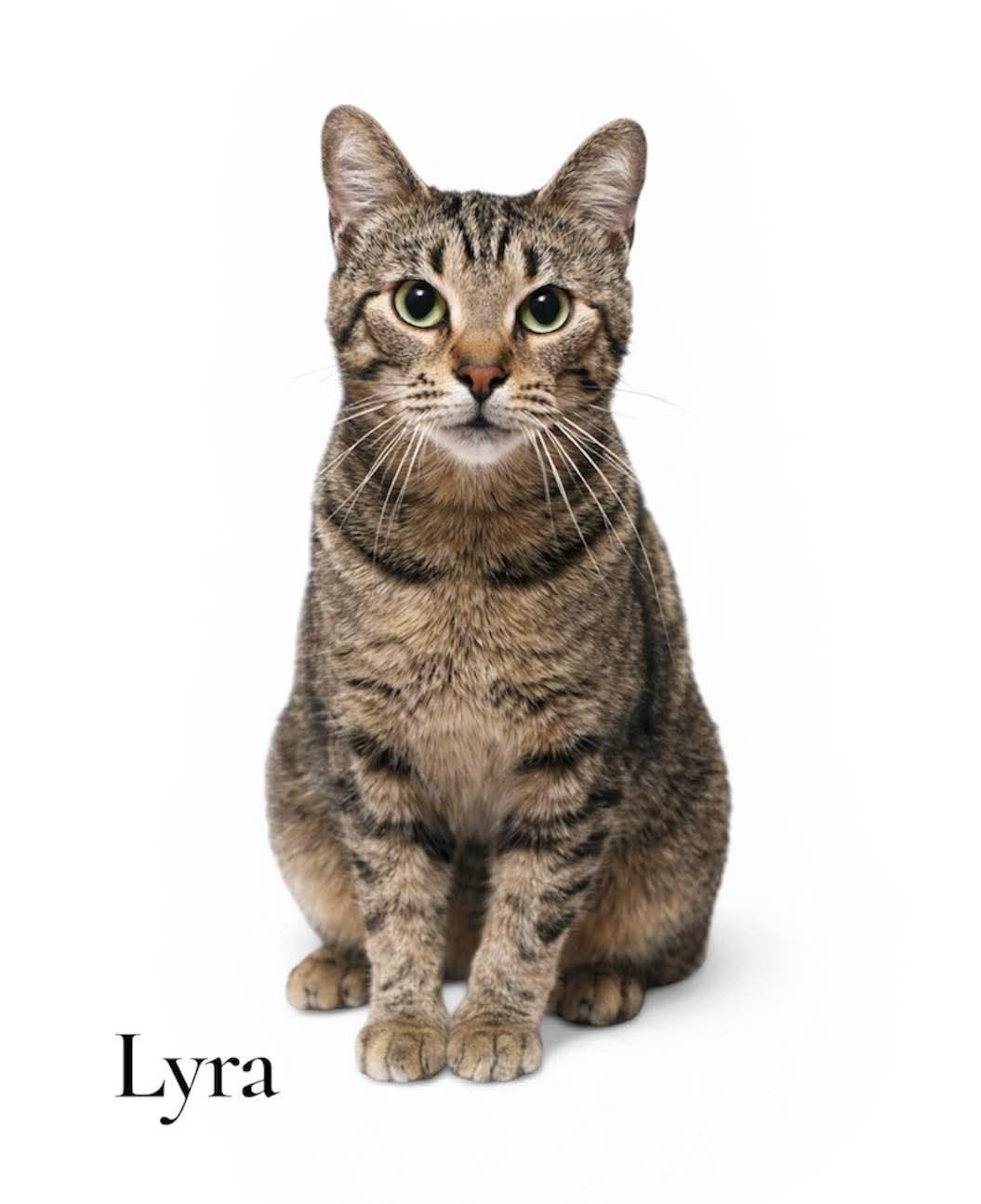 Enlarge Lyra, an adoptable Domestic Short Hair in Stevensville, MI image 1/1