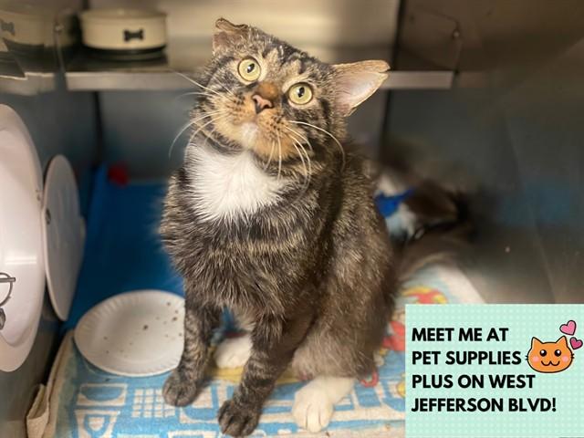 RANGER, Adoptable, Young Male Domestic Medium Hair.