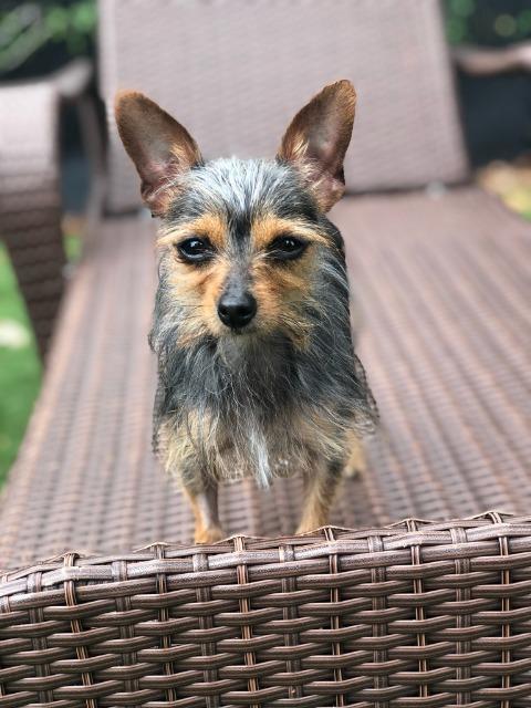 Dory, a Adopted mixed breed in Palm Harbor, FL image 1/2