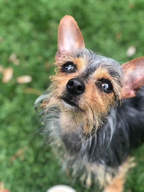 Dory, a Adopted mixed breed in Palm Harbor, FL image 2/2