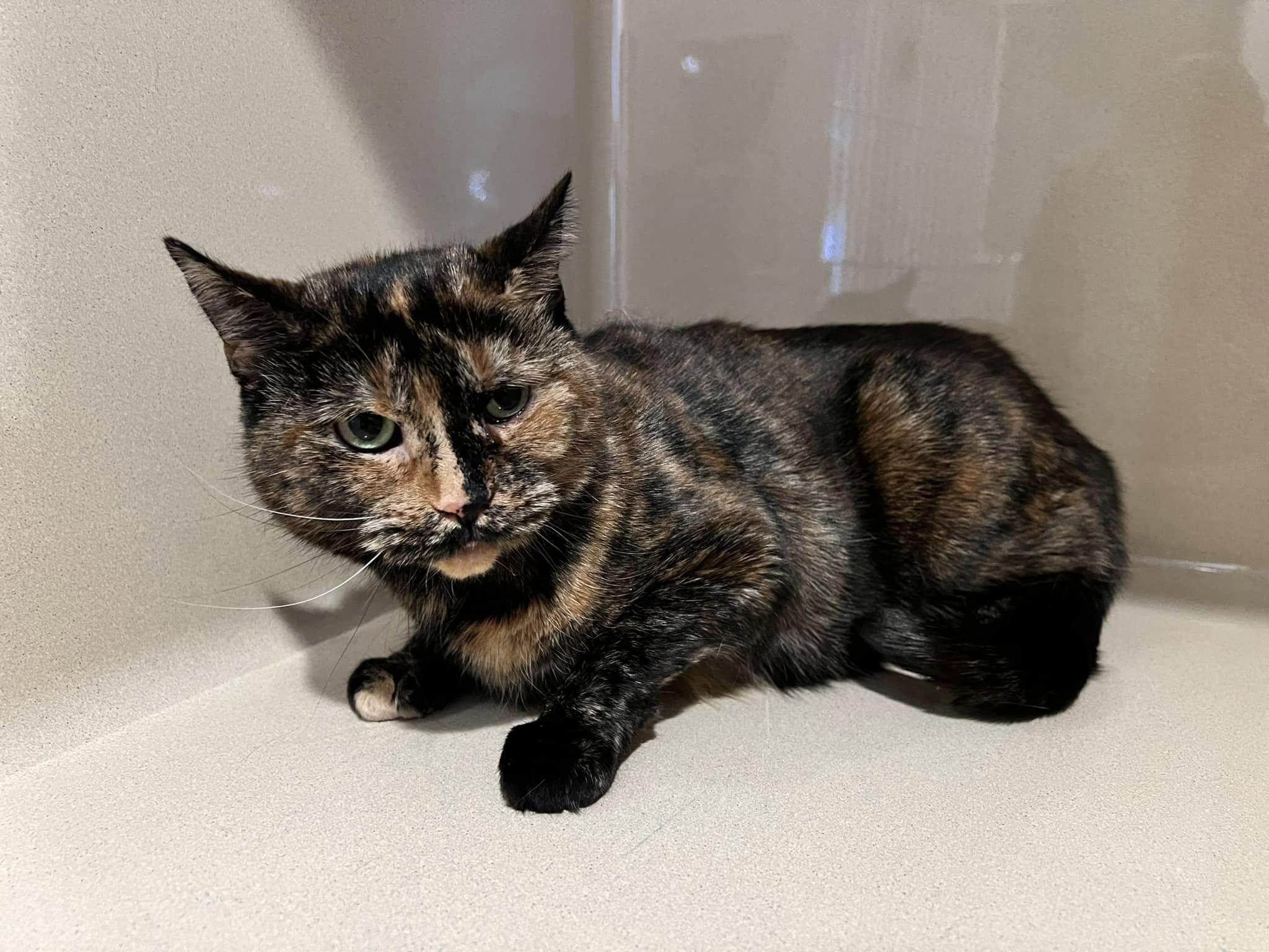 Enlarge Keya, a Adoptable Domestic Short Hair in Winthrop, ME image 2/2