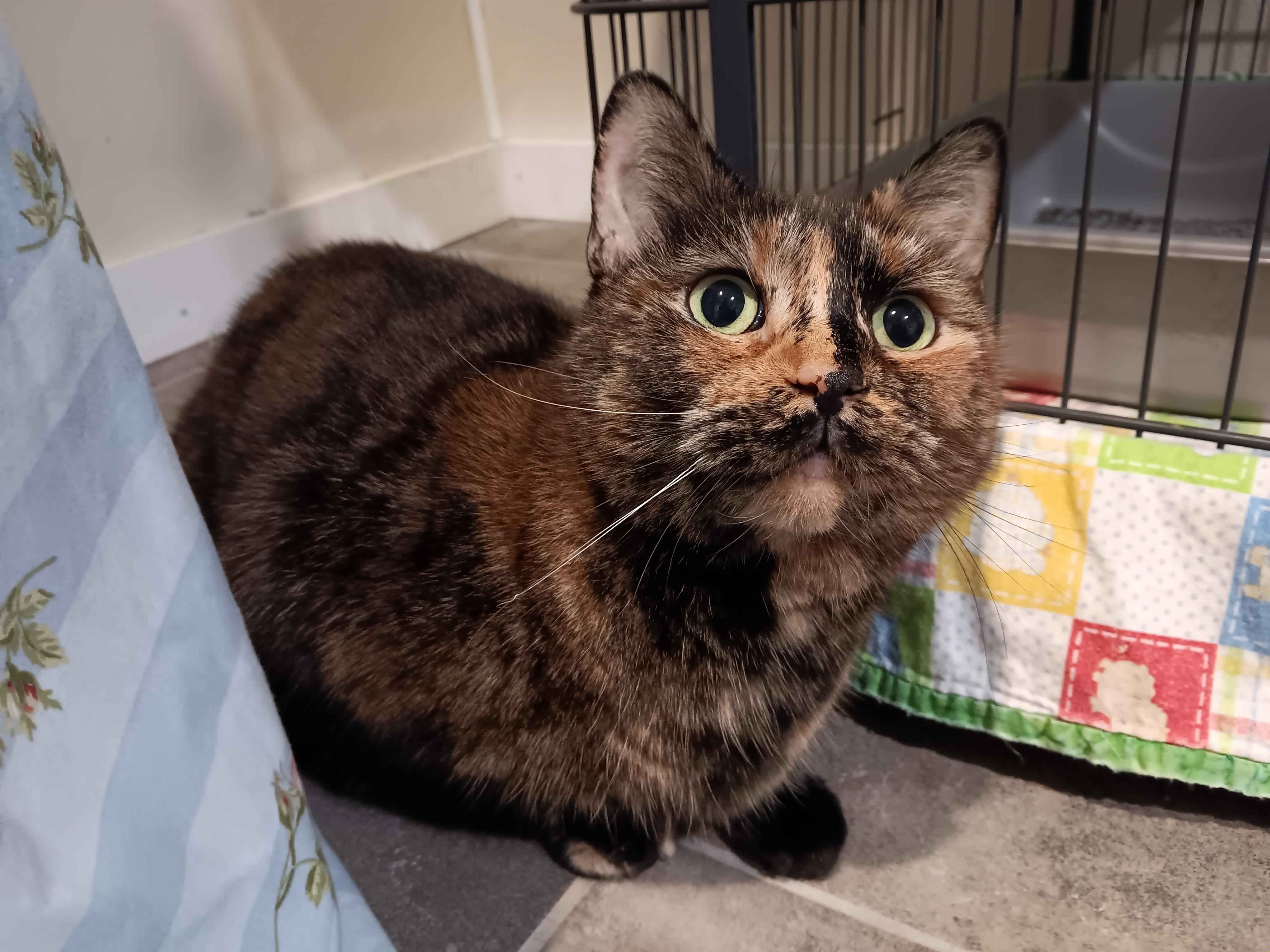 Keya, Adoptable, Adult Female Domestic Short Hair.
