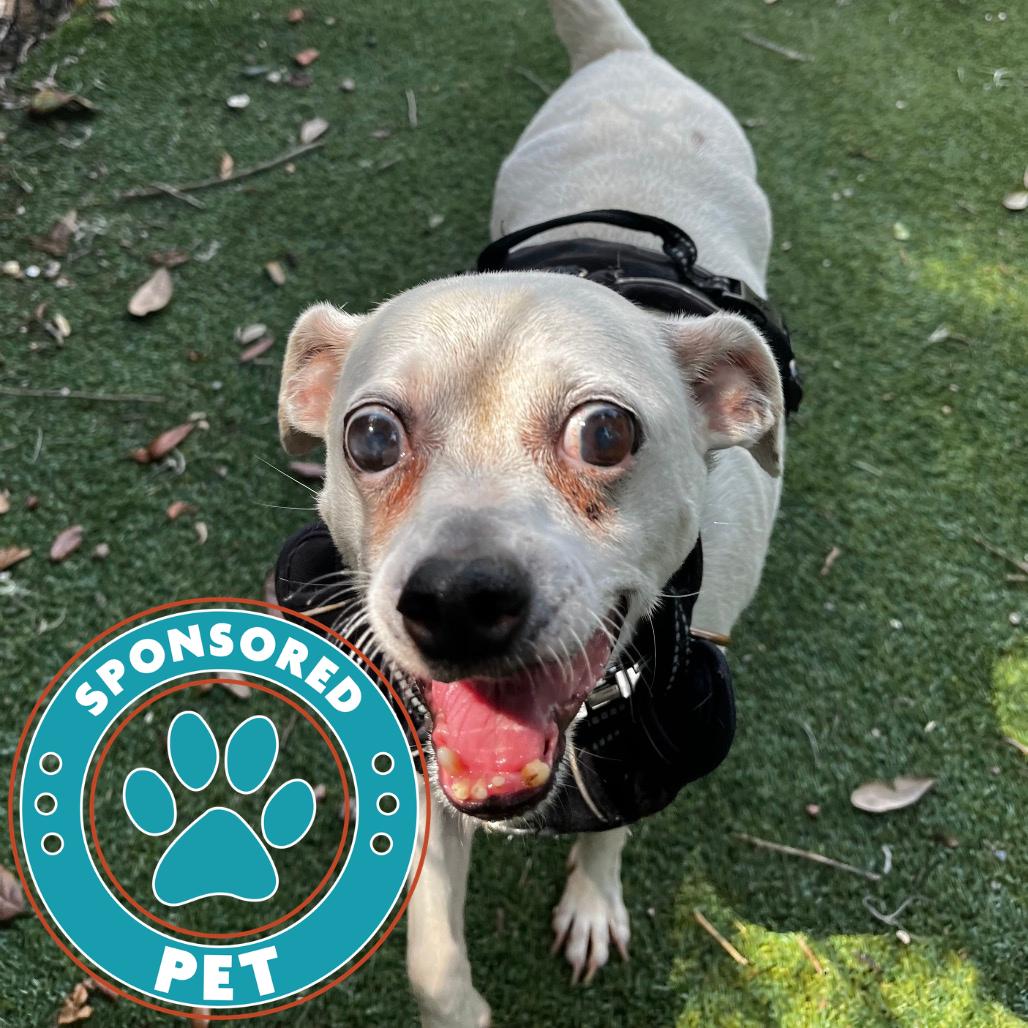 Billy, Adoptable, Senior Male Chihuahua.
